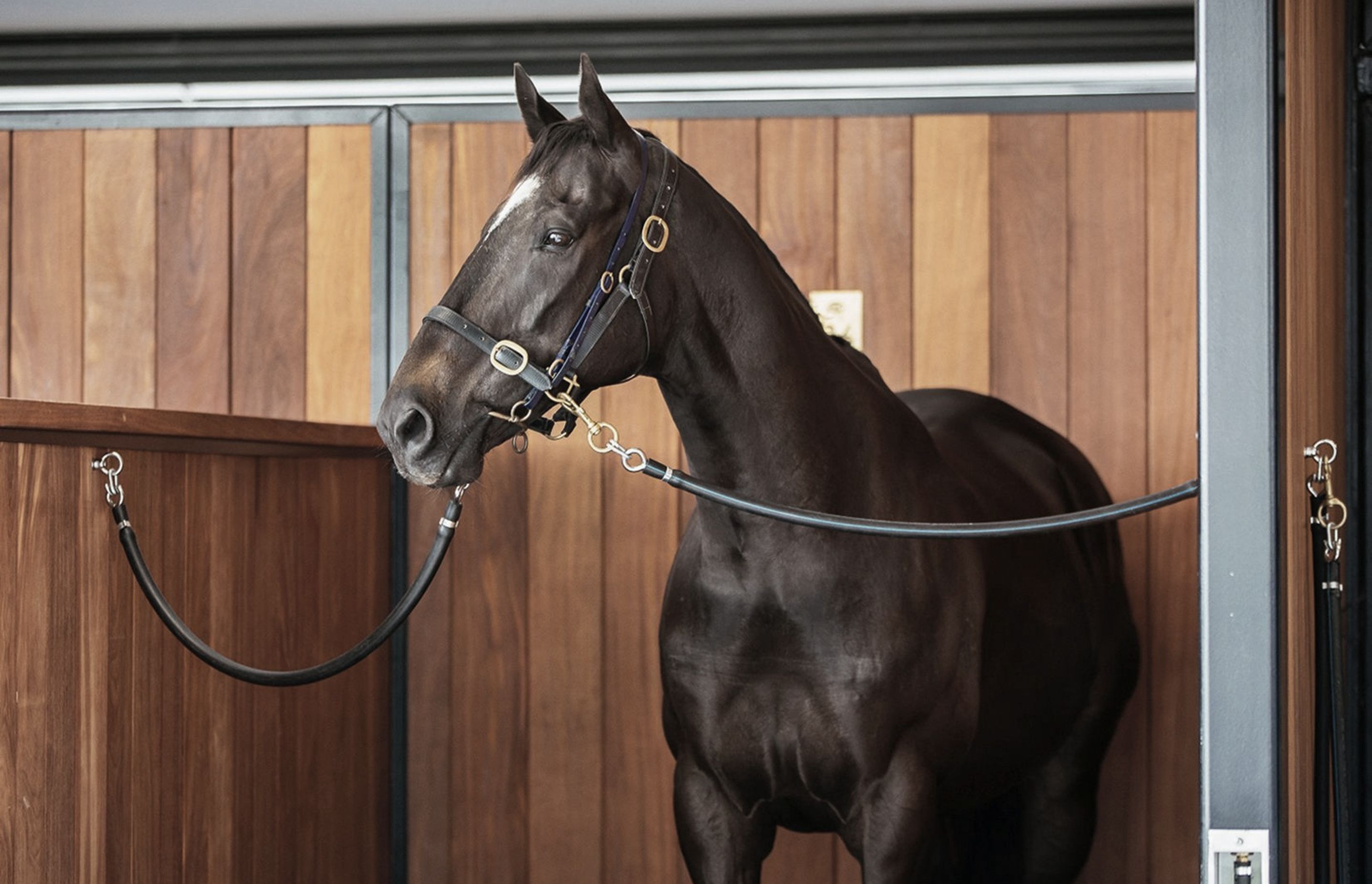 Images courtesy of Auckland Racing Club.