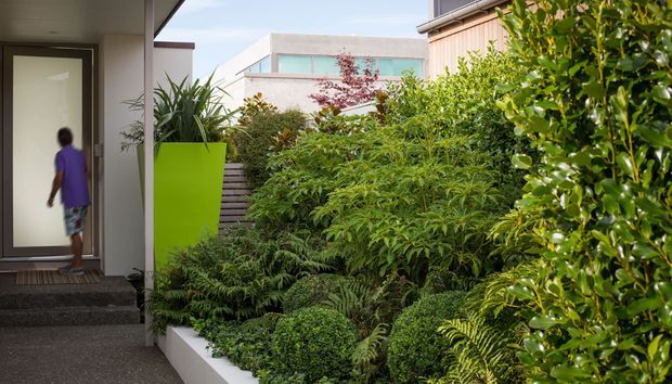 A lush landscaped entry courtyard beside a contemporary home. Dense layered planting, ferns, clipped shrubs, and a bright lime-green planter frame a modern frosted-glass front door, with neighbouring contemporary structures visible beyond.