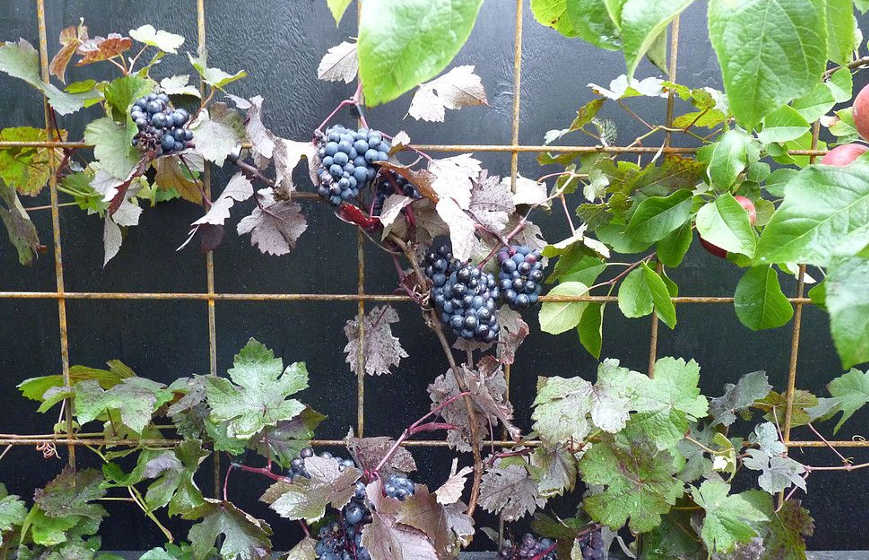 Grapes on the steel reinforcing mesh