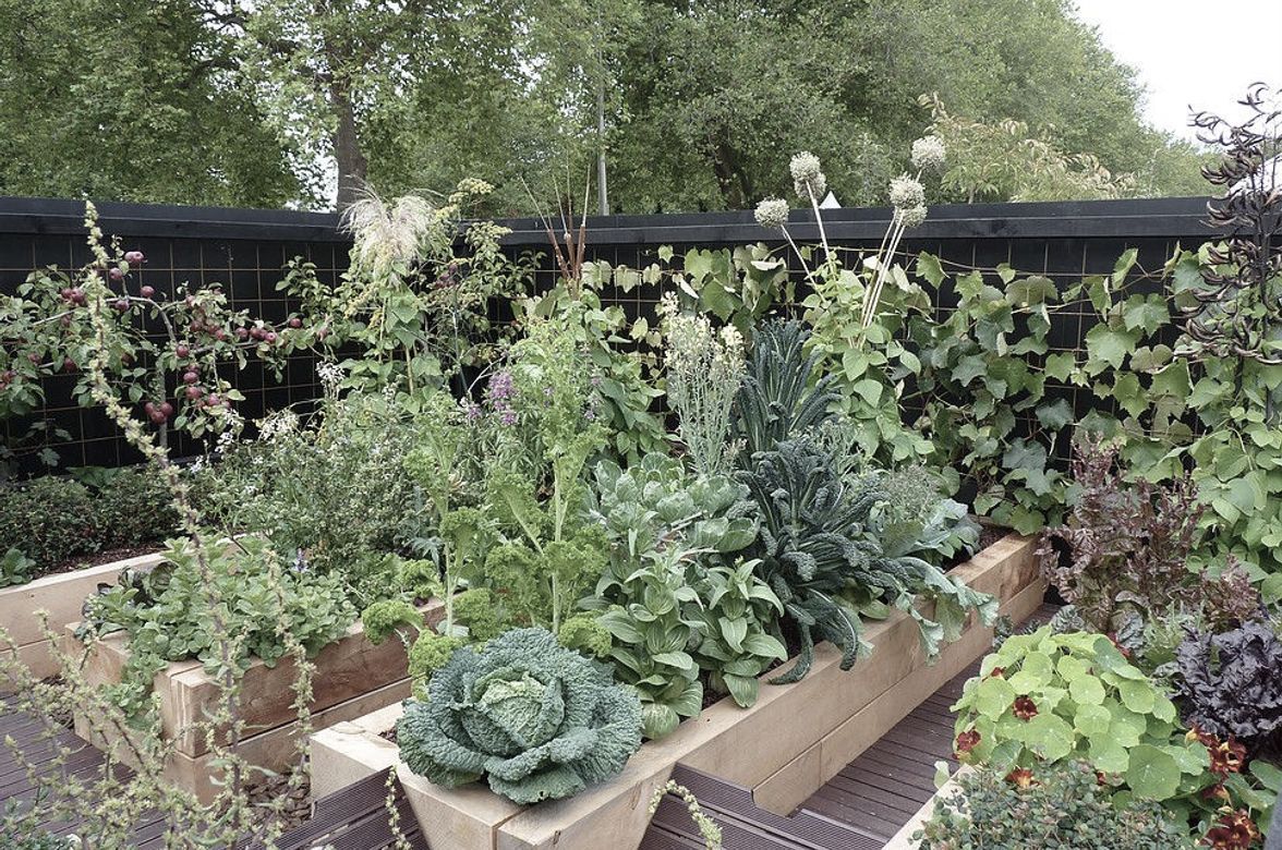 Gone to Seed: gold medal vege