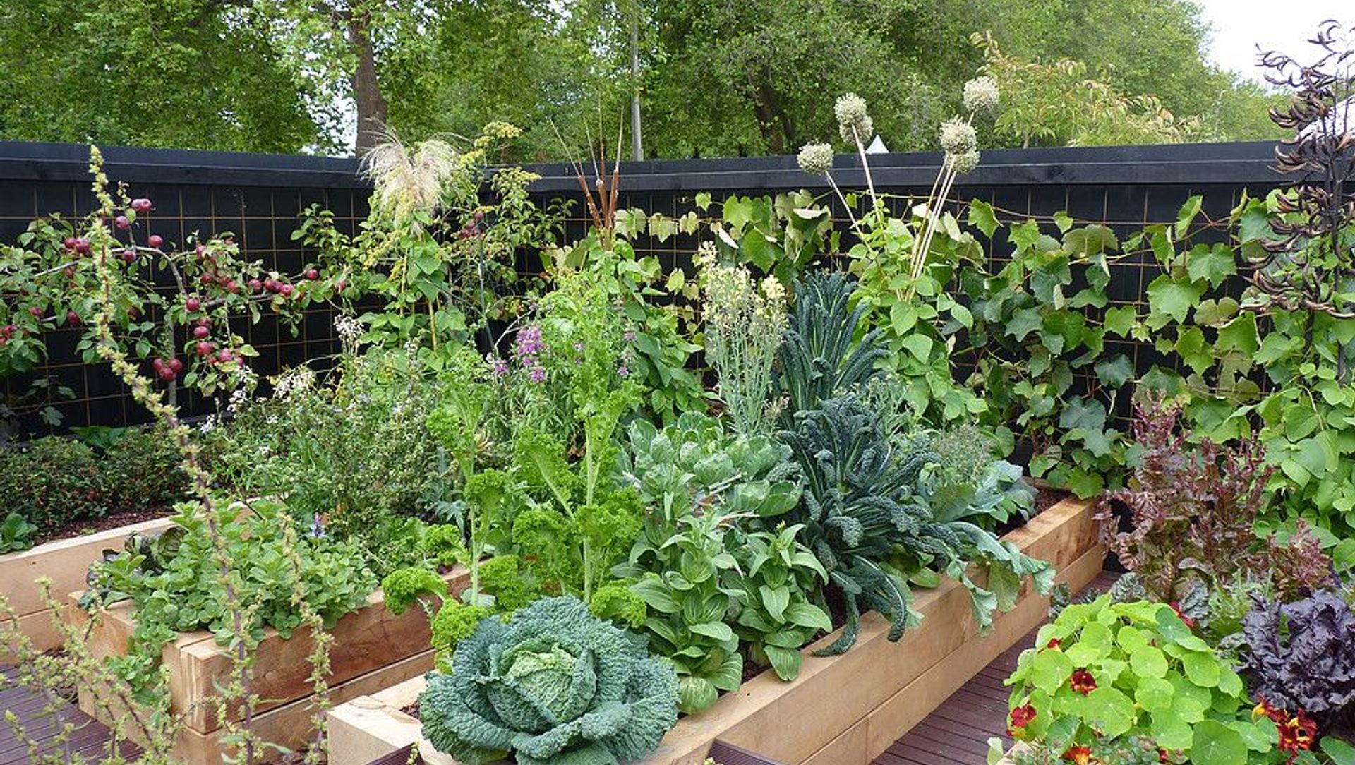 Gone to Seed: gold medal vege banner