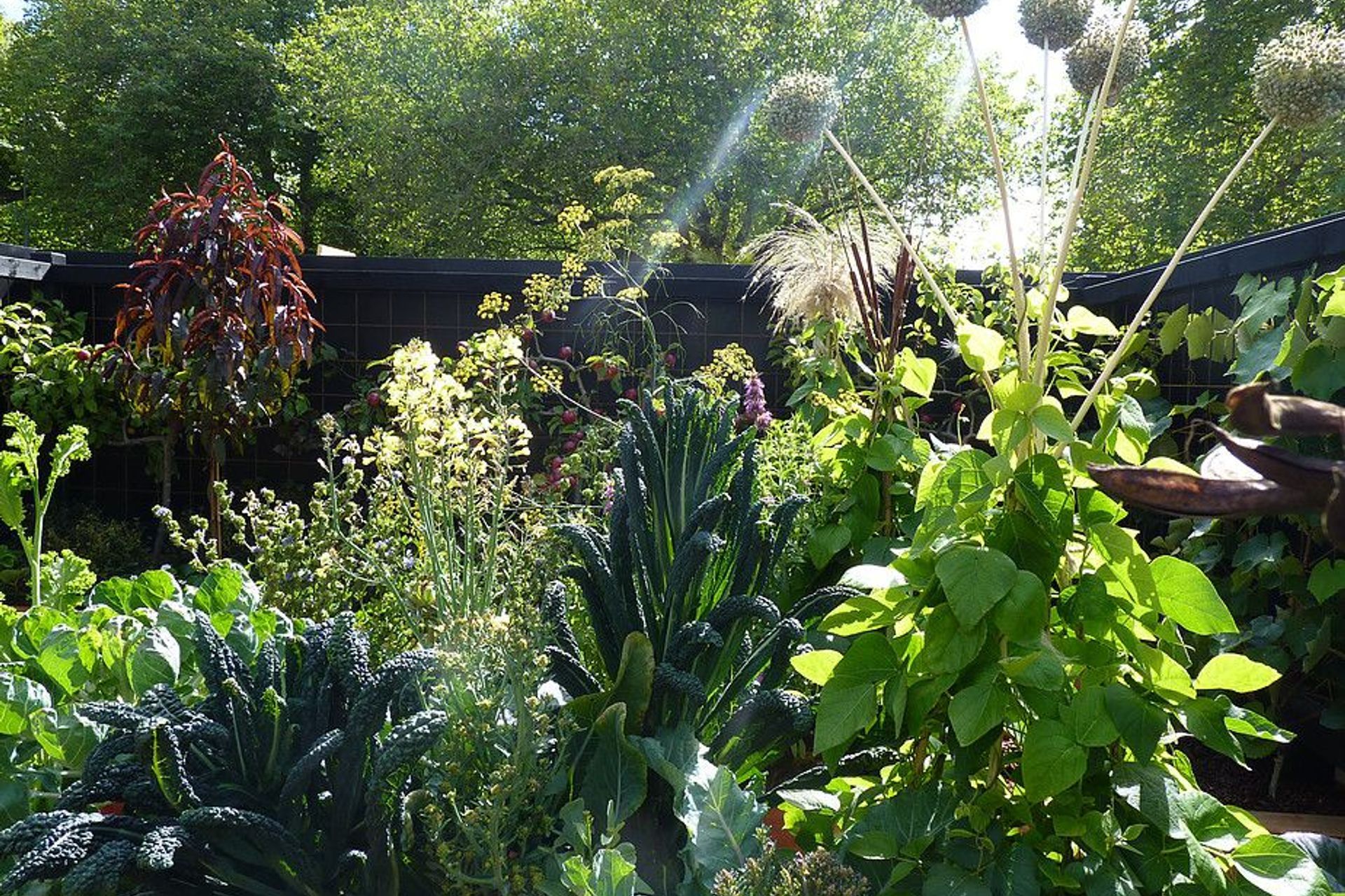 Bean growing frames made from elephant garlic, bullrushes, toetoes and falx flower heads