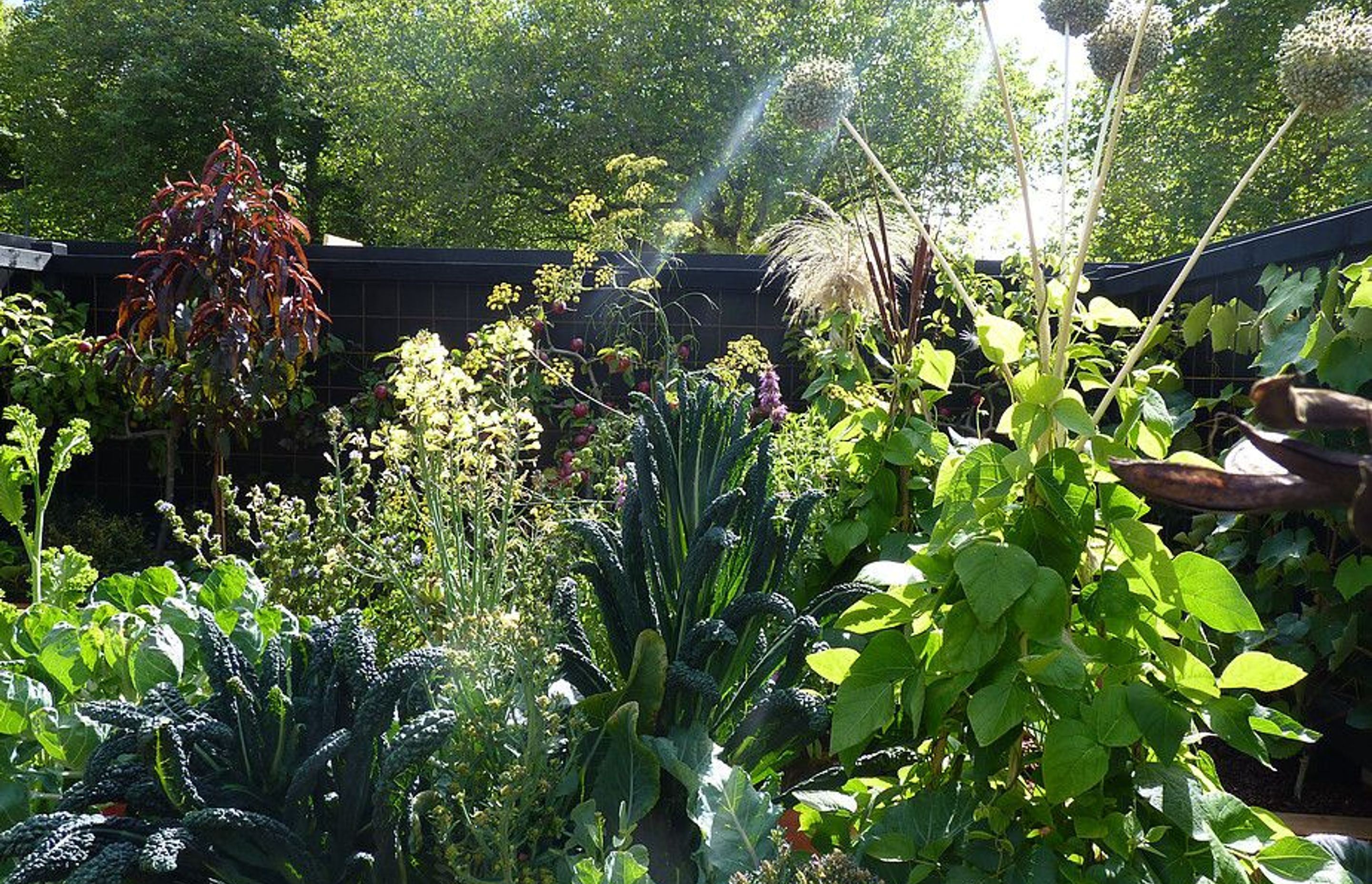 Bean growing frames made from elephant garlic, bullrushes, toetoes and falx flower heads