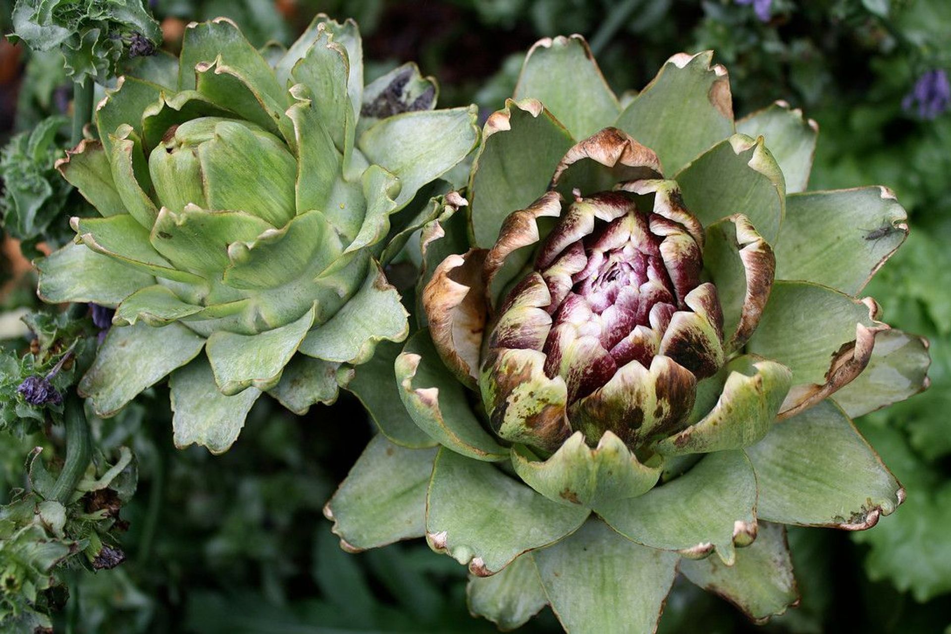 Globe artichokes