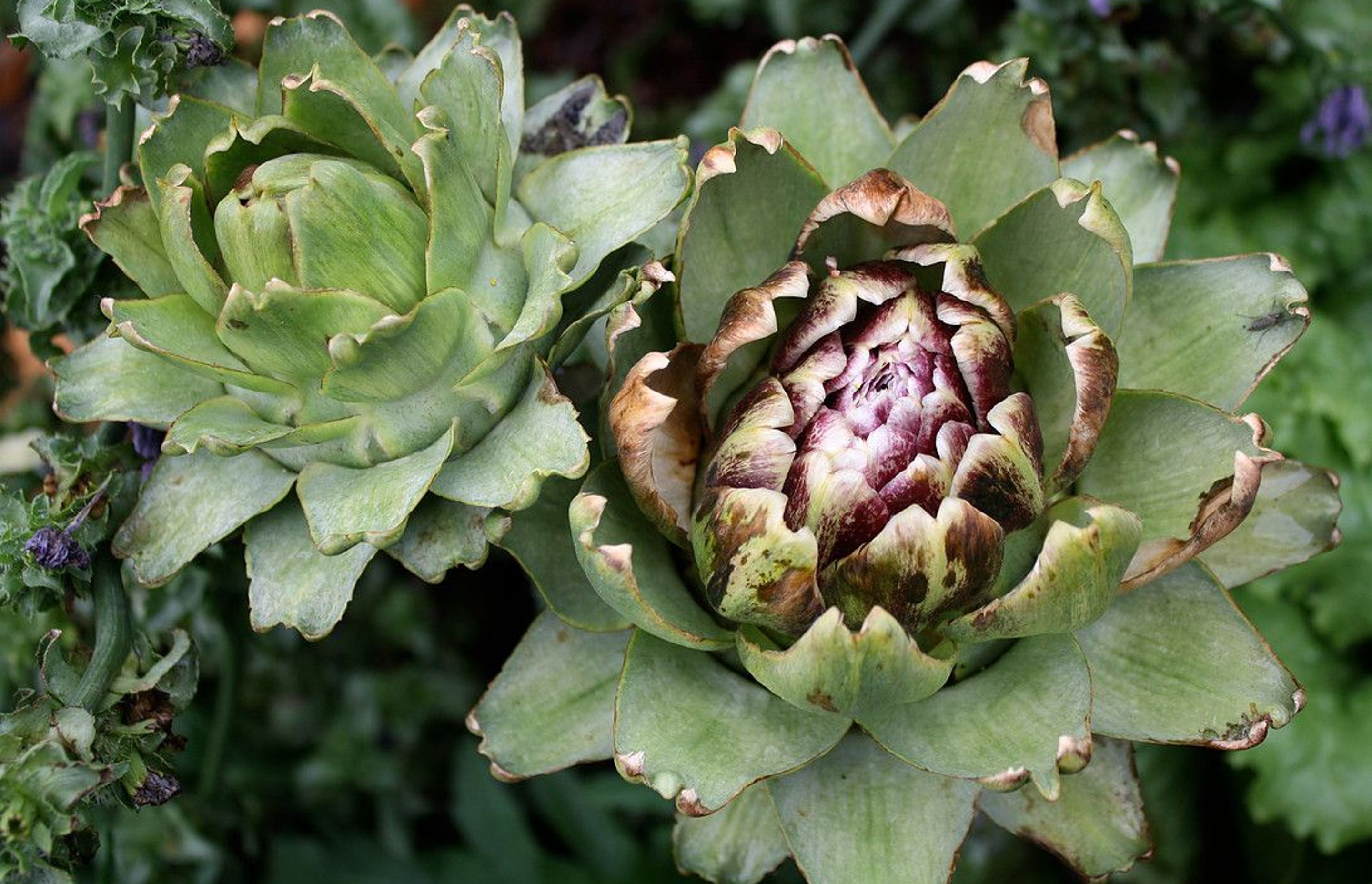 Globe artichokes