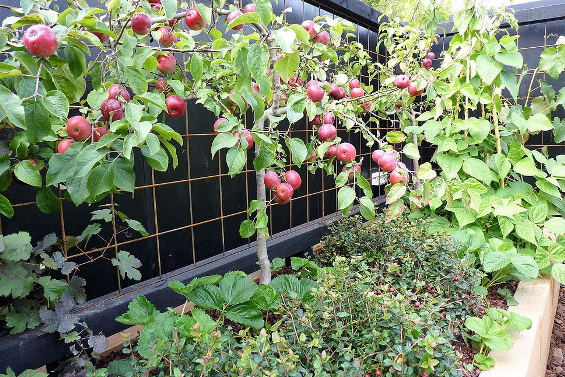 Apple espaliers underplanted with NZ cranberry balls