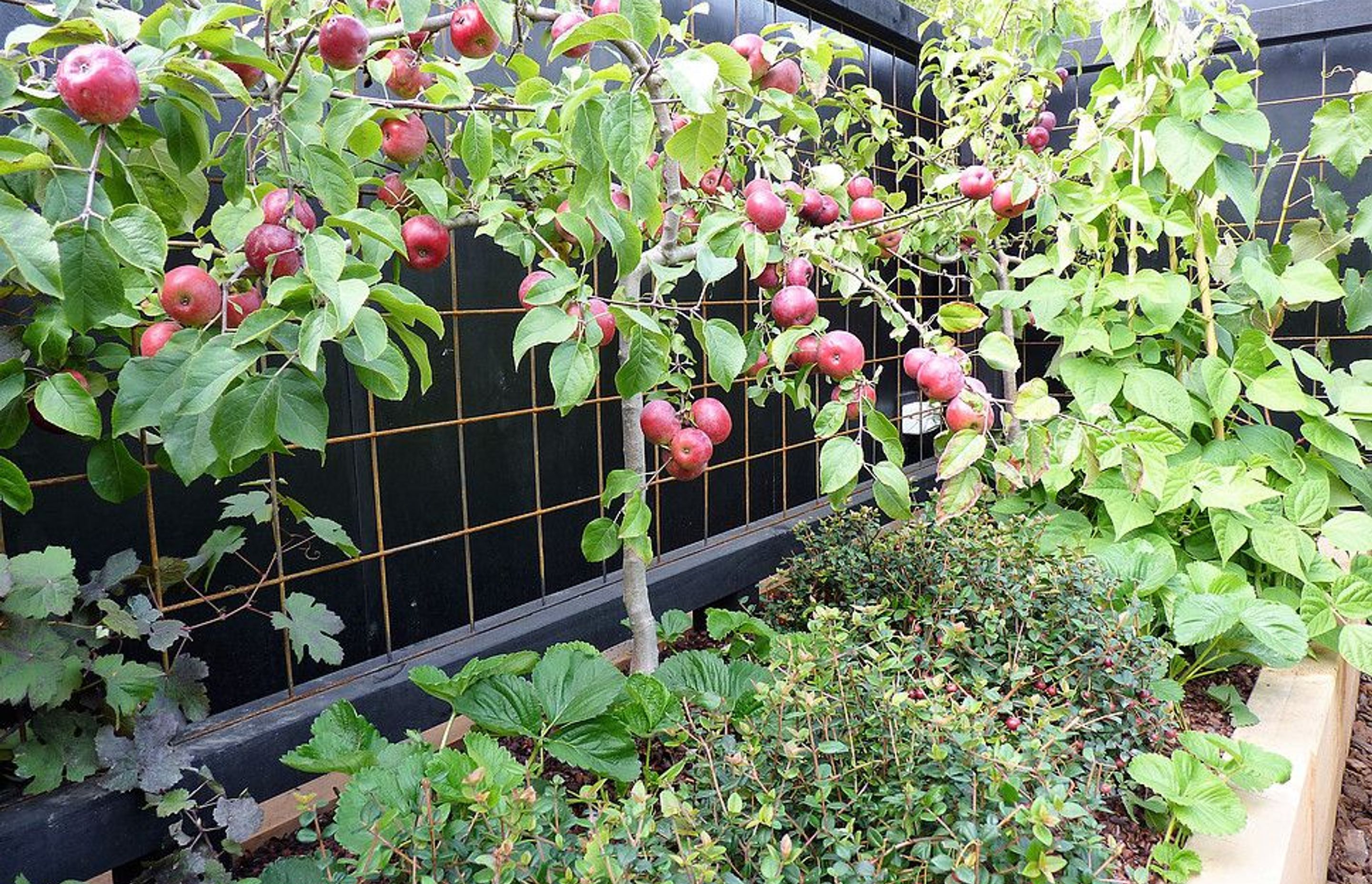 Apple espaliers underplanted with NZ cranberry balls