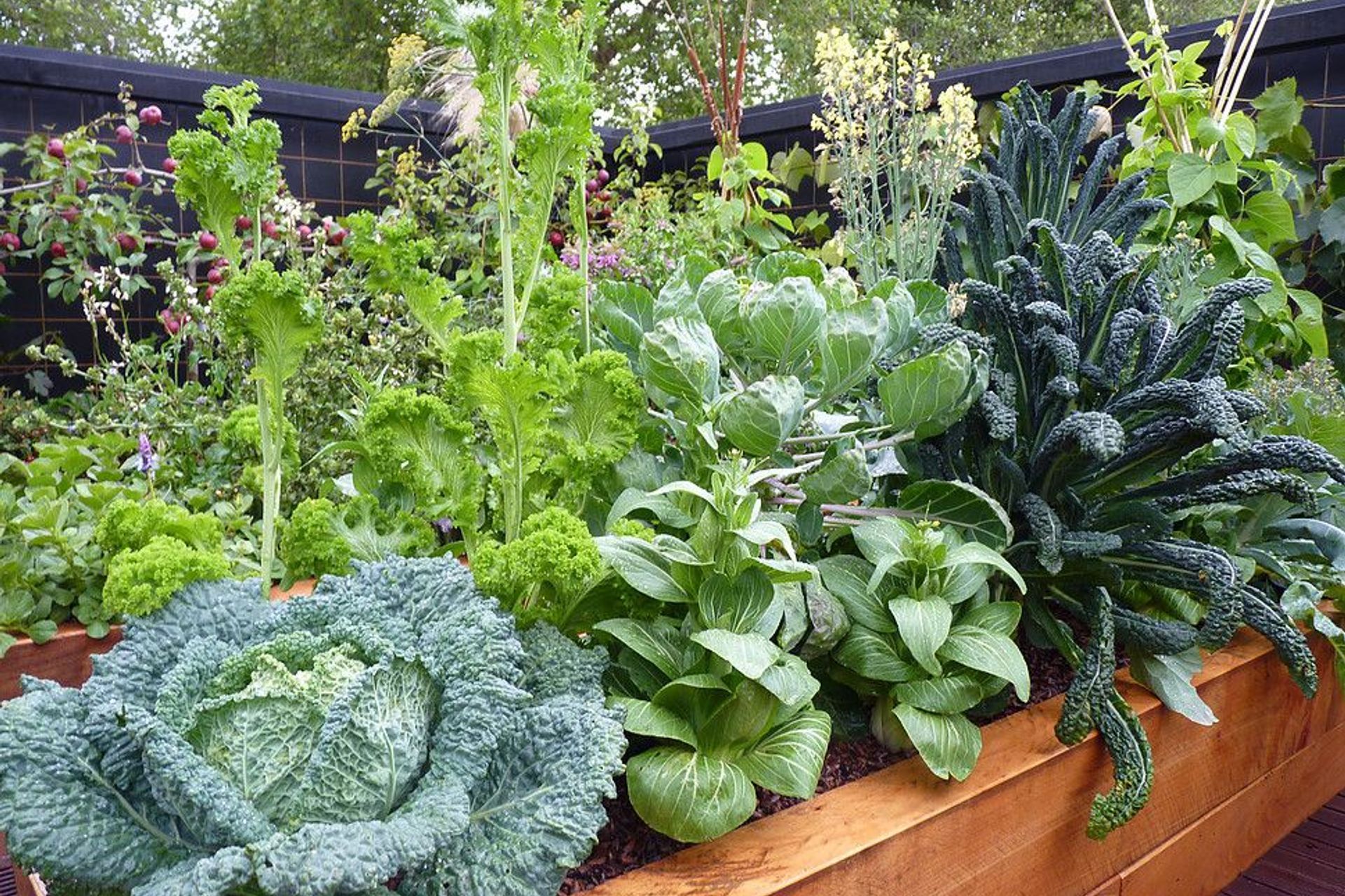 Meet the beautiful brassicas