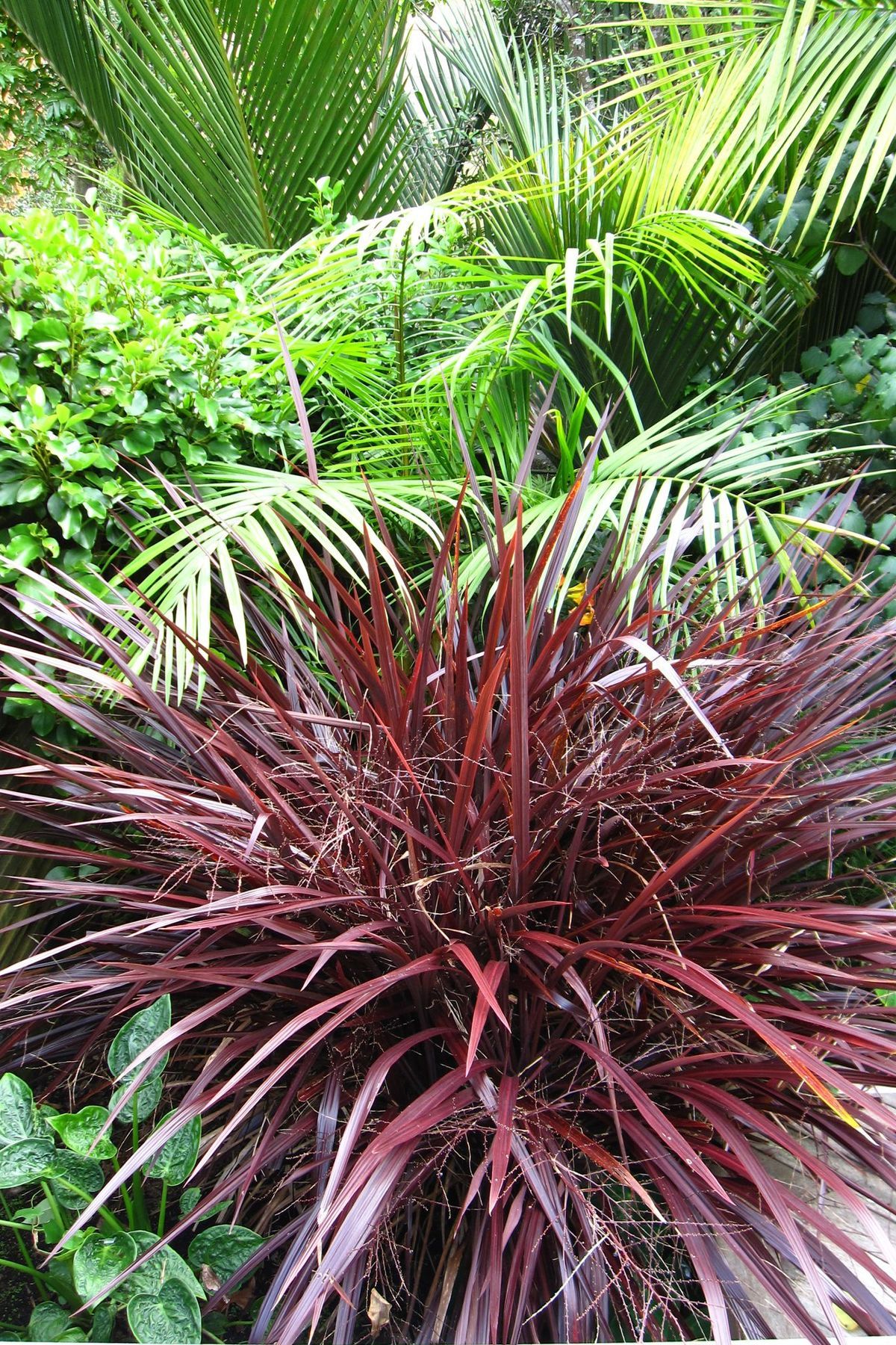 Grey Lynn Garden
