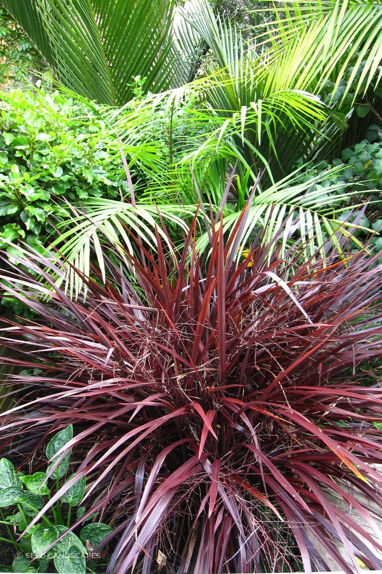 Grey Lynn Garden