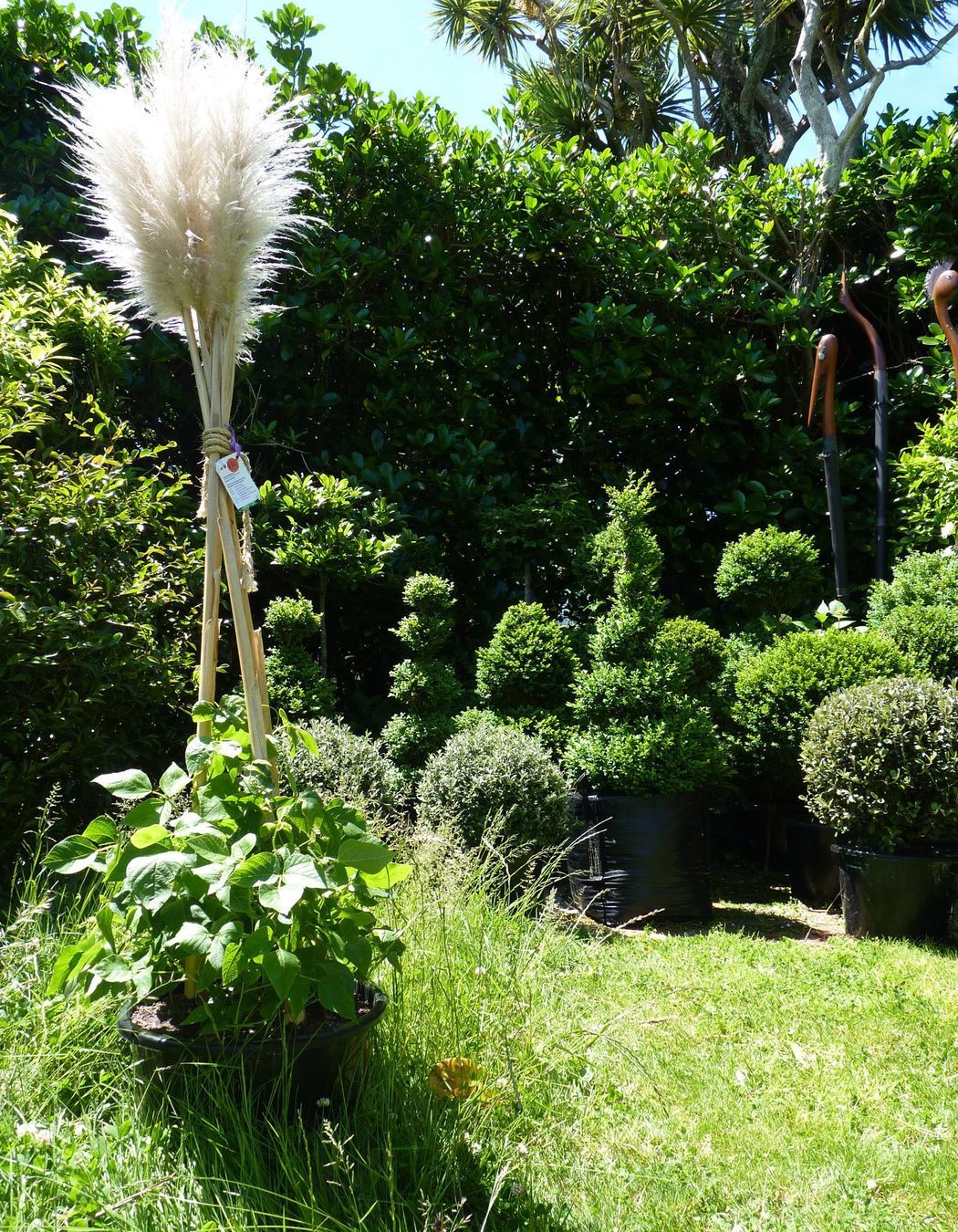 Toetoe & pampas grass flower heads as bean growing frames