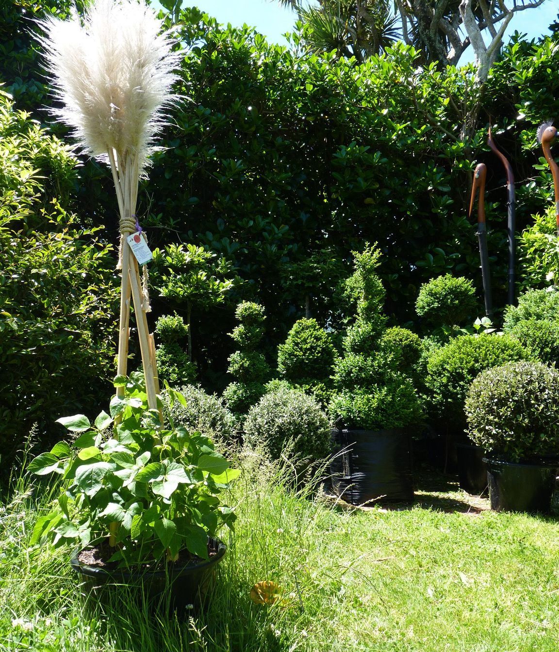 Toetoe &amp; pampas grass flower heads as bean growing frames