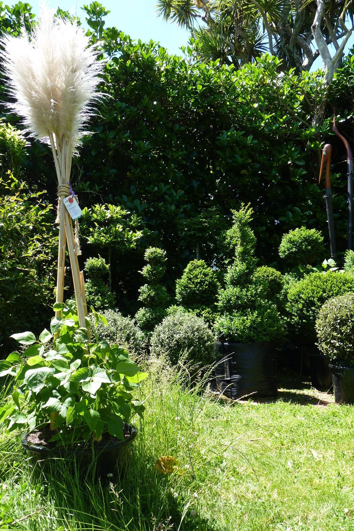 Toetoe & pampas grass flower heads as bean growing frames