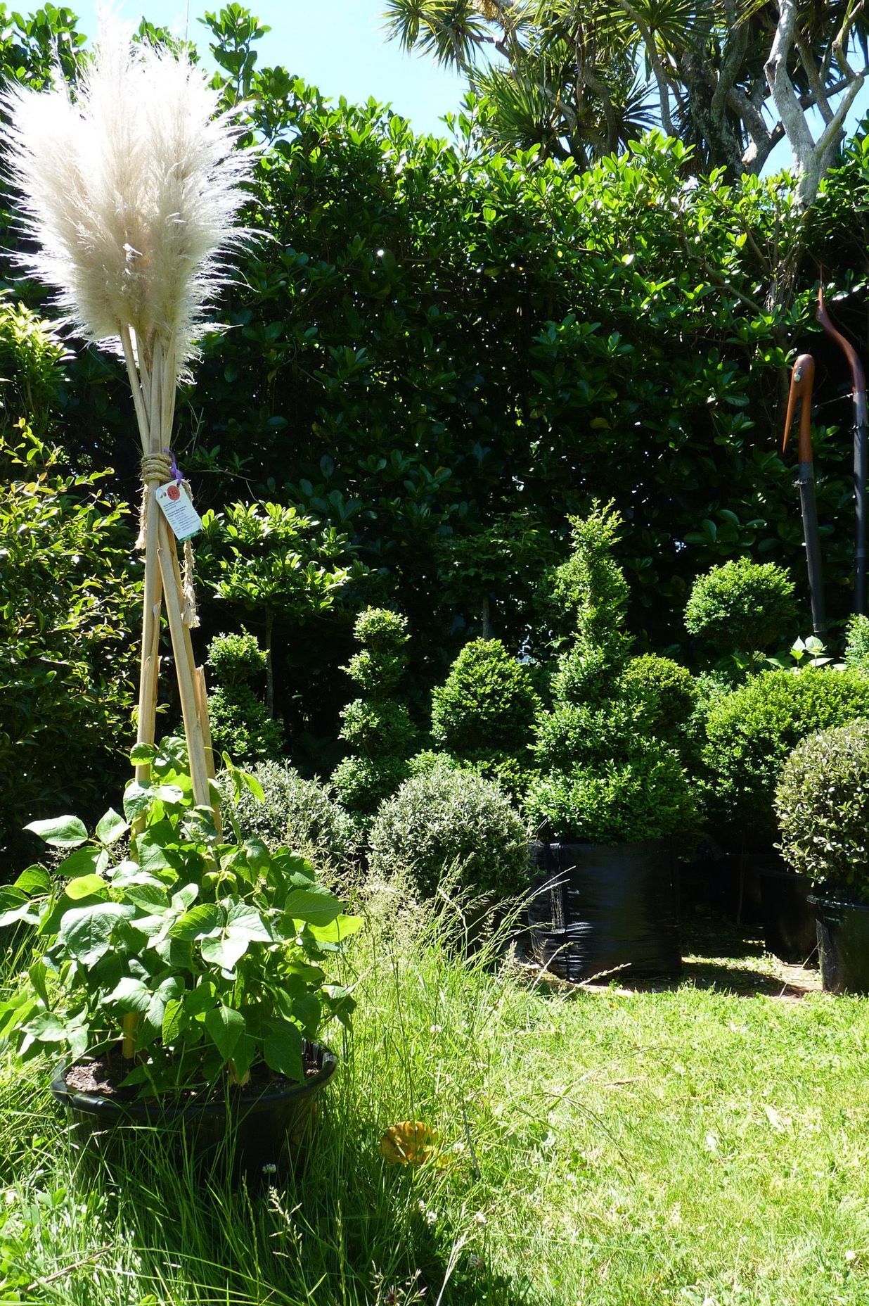 Toetoe & pampas grass flower heads as bean growing frames