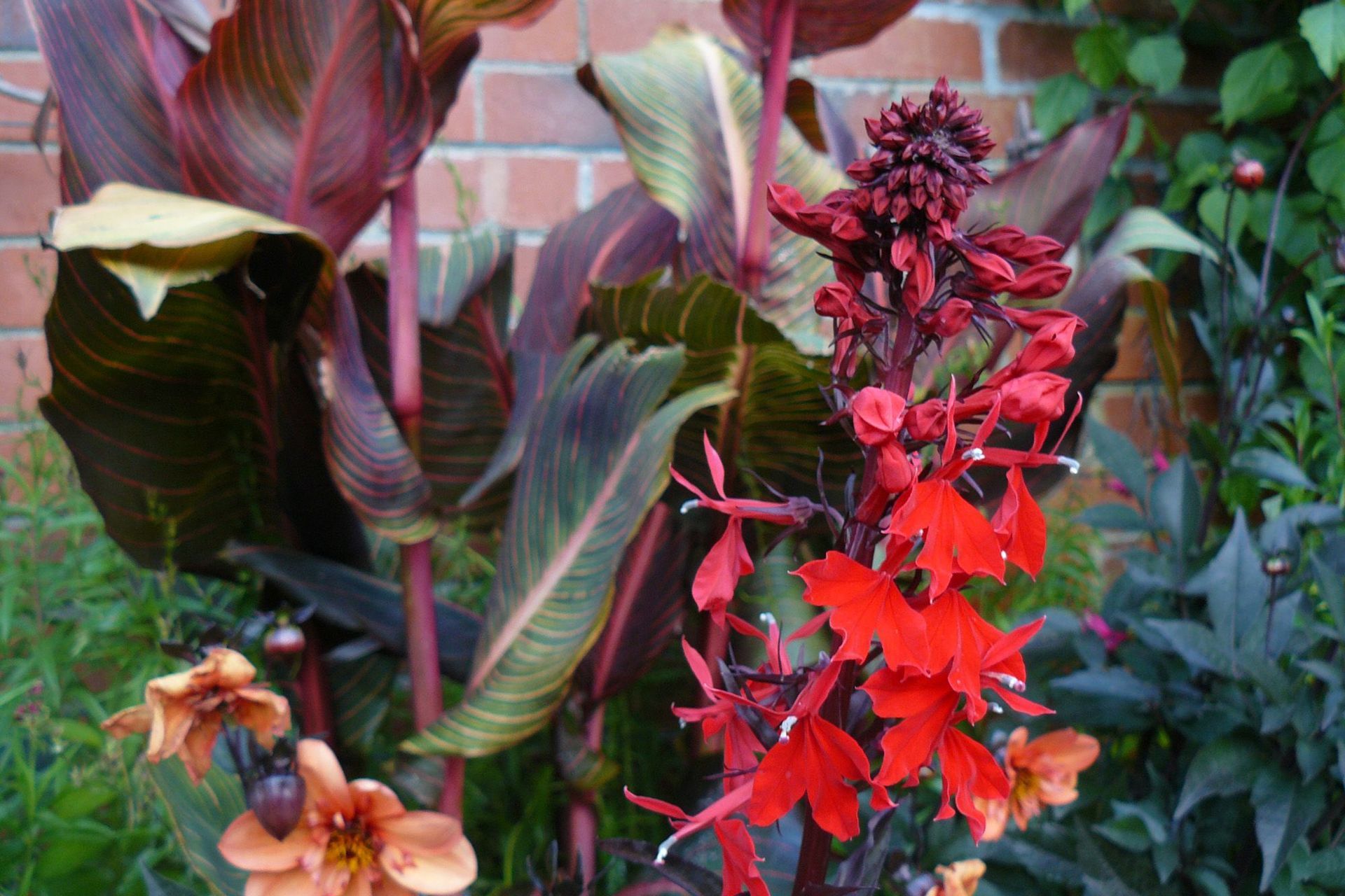 Hot perennial folower colour combinations