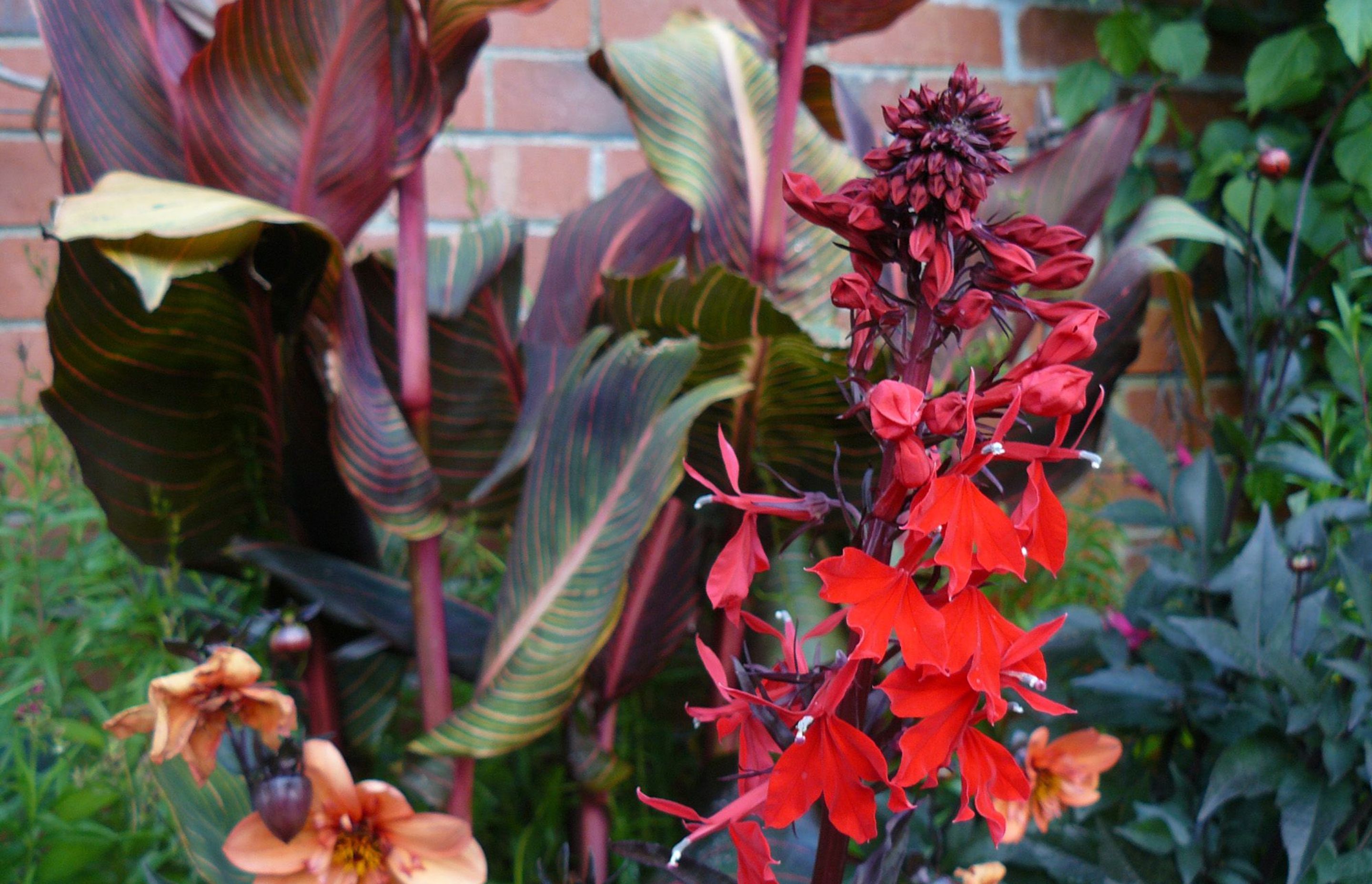 Hot perennial folower colour combinations