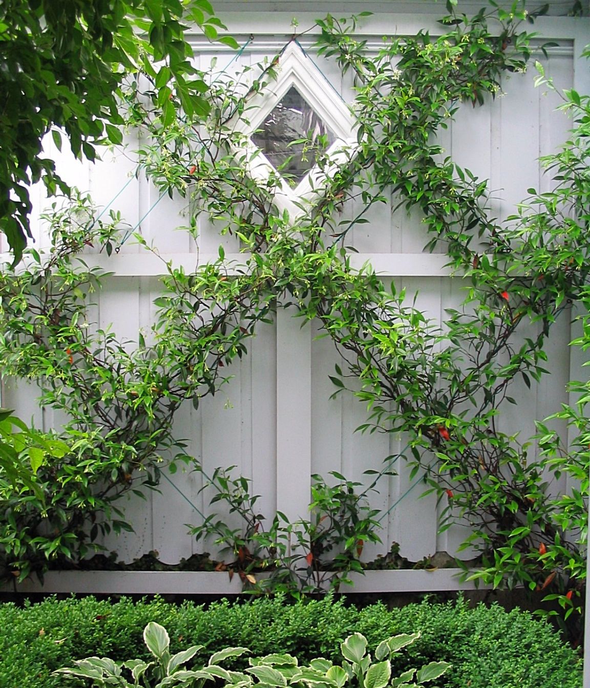 Jasmine espalier growing against the south facing garage wall