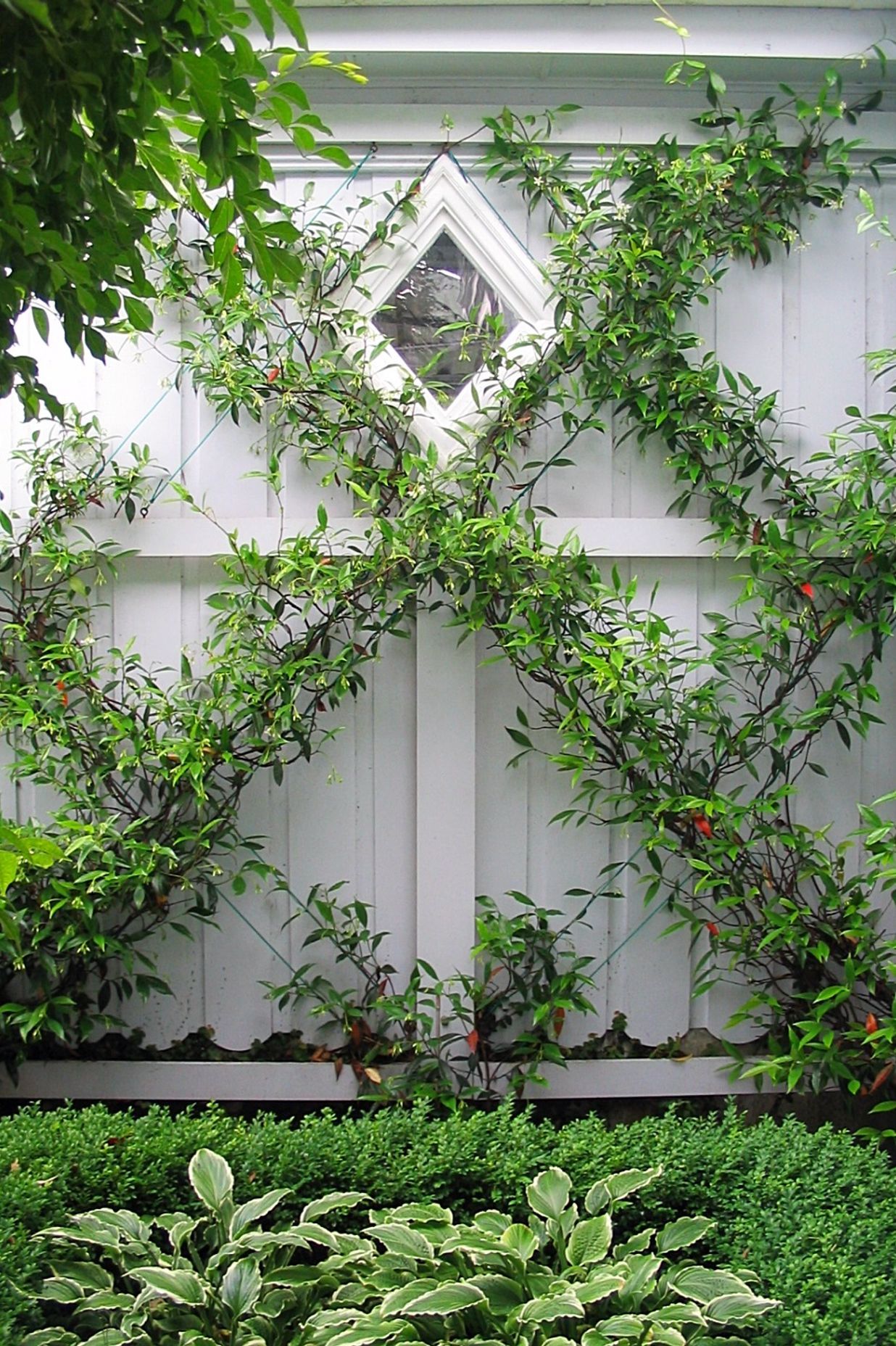 Jasmine espalier growing against the south facing garage wall