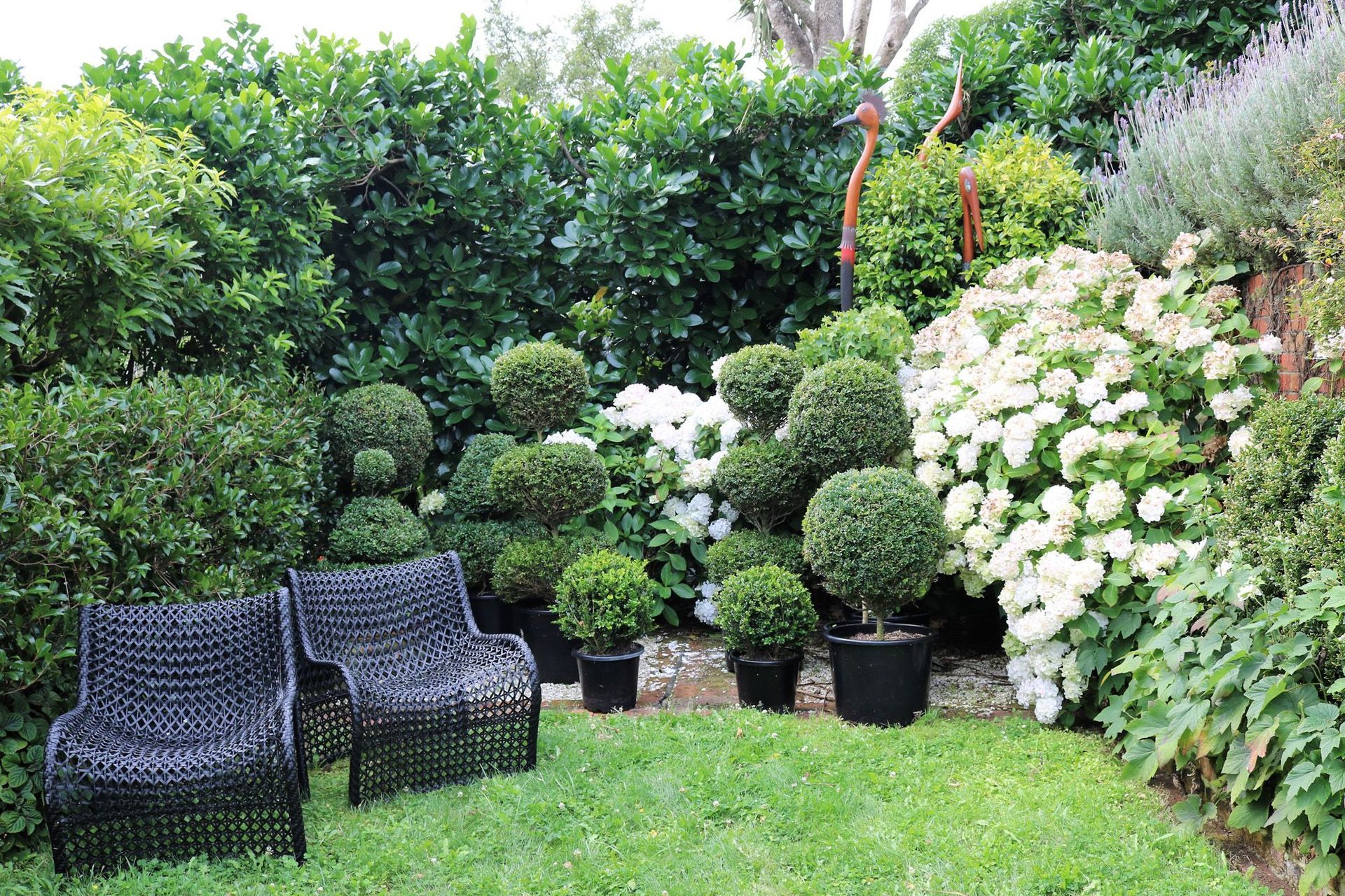 Topiary display area against a backdrop of hydrangeas & karaka hedge