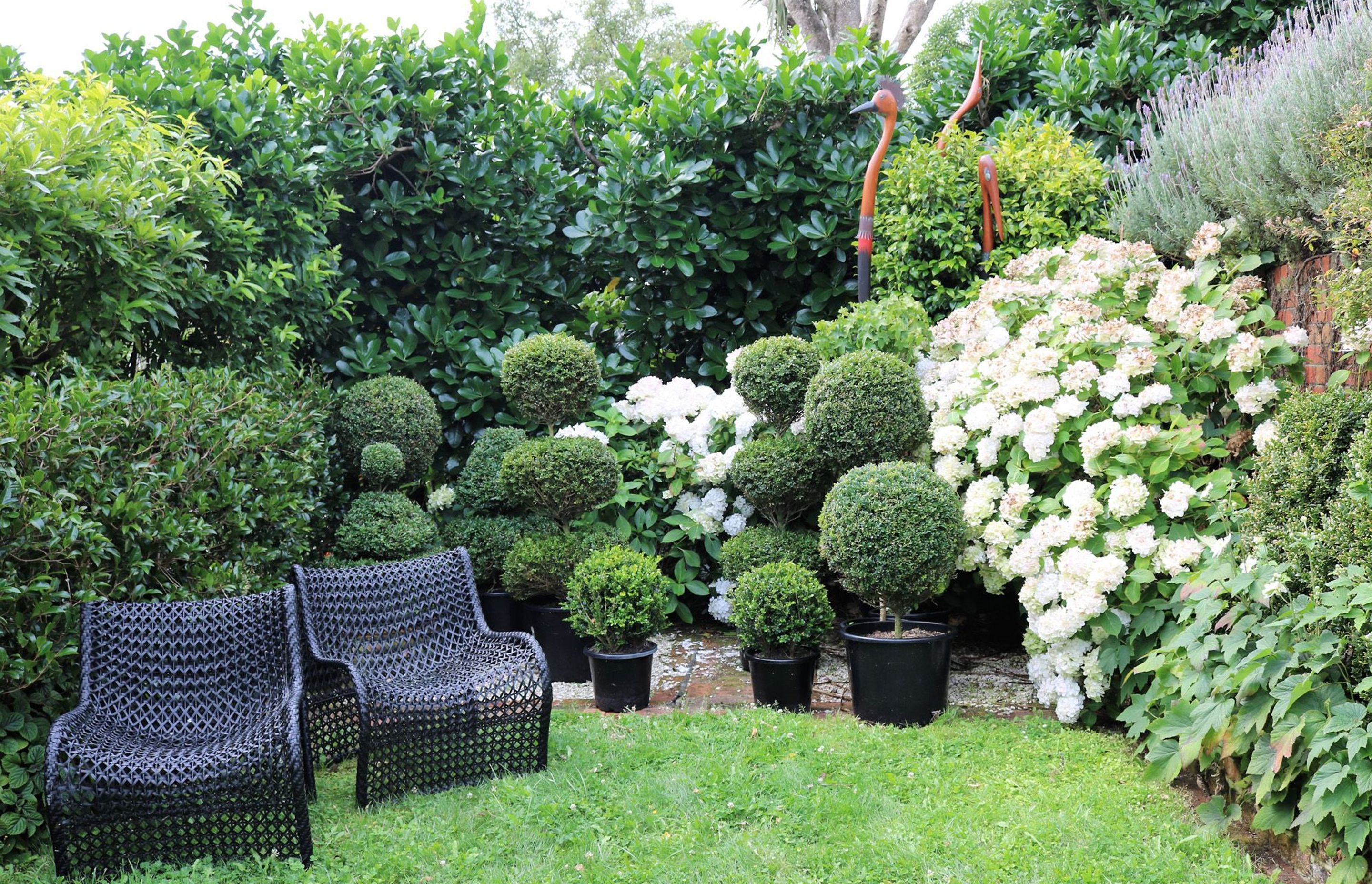 Topiary display area against a backdrop of hydrangeas &amp; karaka hedge