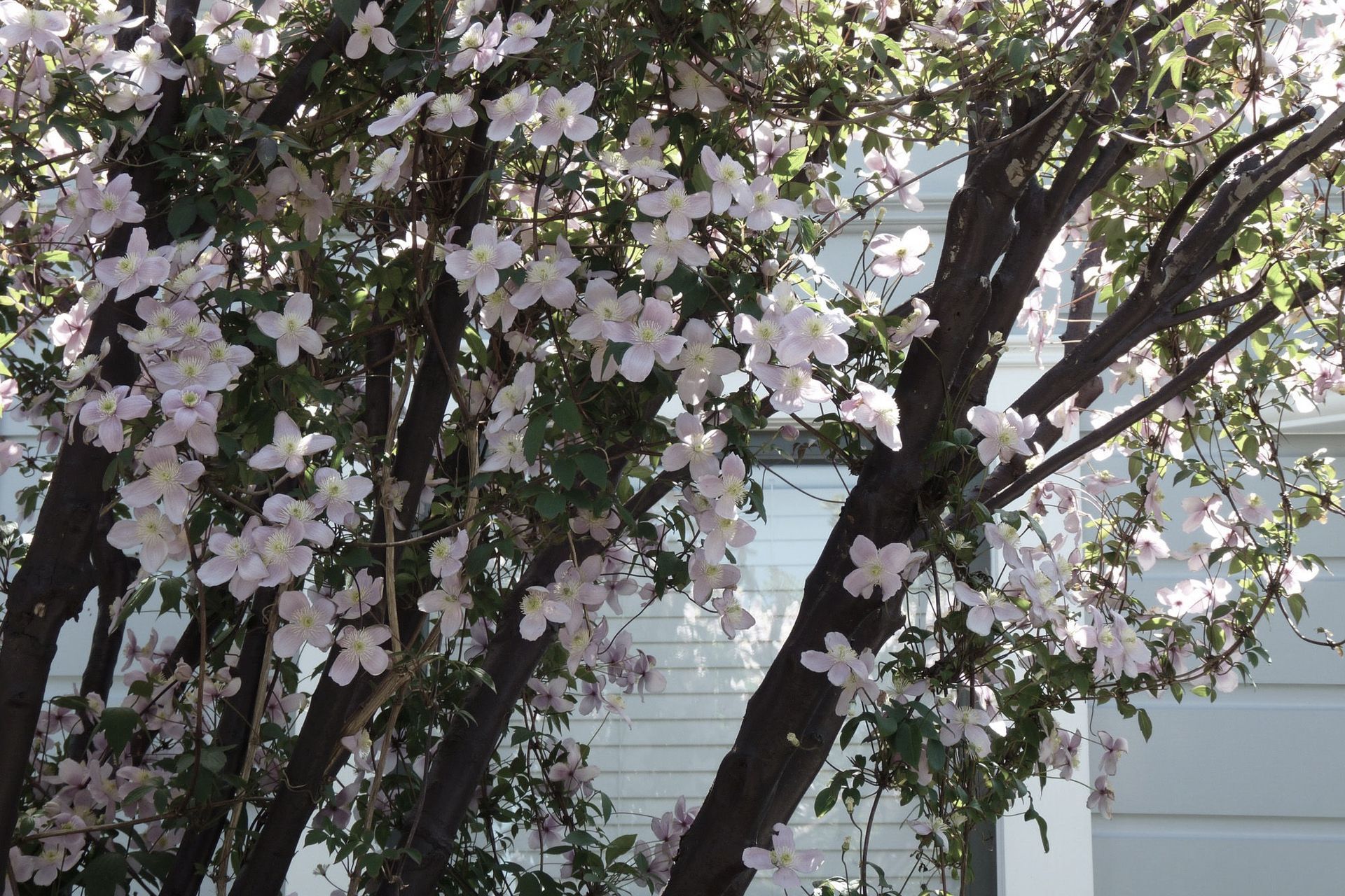 Painted trees covered in climbing Clemantis montana