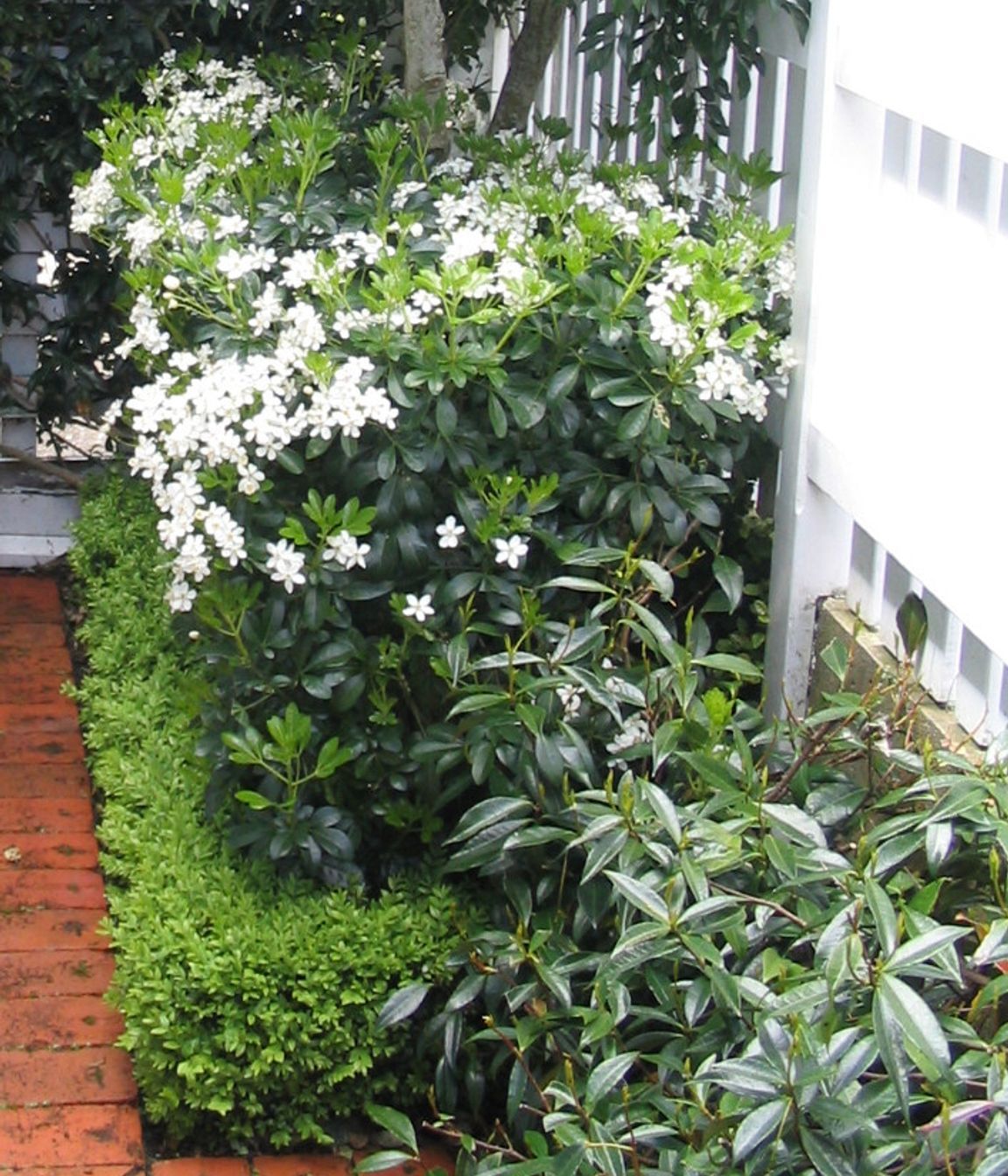 Layered hedges ~ Mexican orange blossom, buxus and Chinese star jasmine, hedged