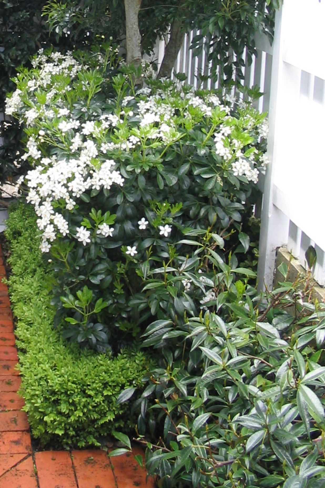 Layered hedges ~ Mexican orange blossom, buxus and Chinese star jasmine, hedged