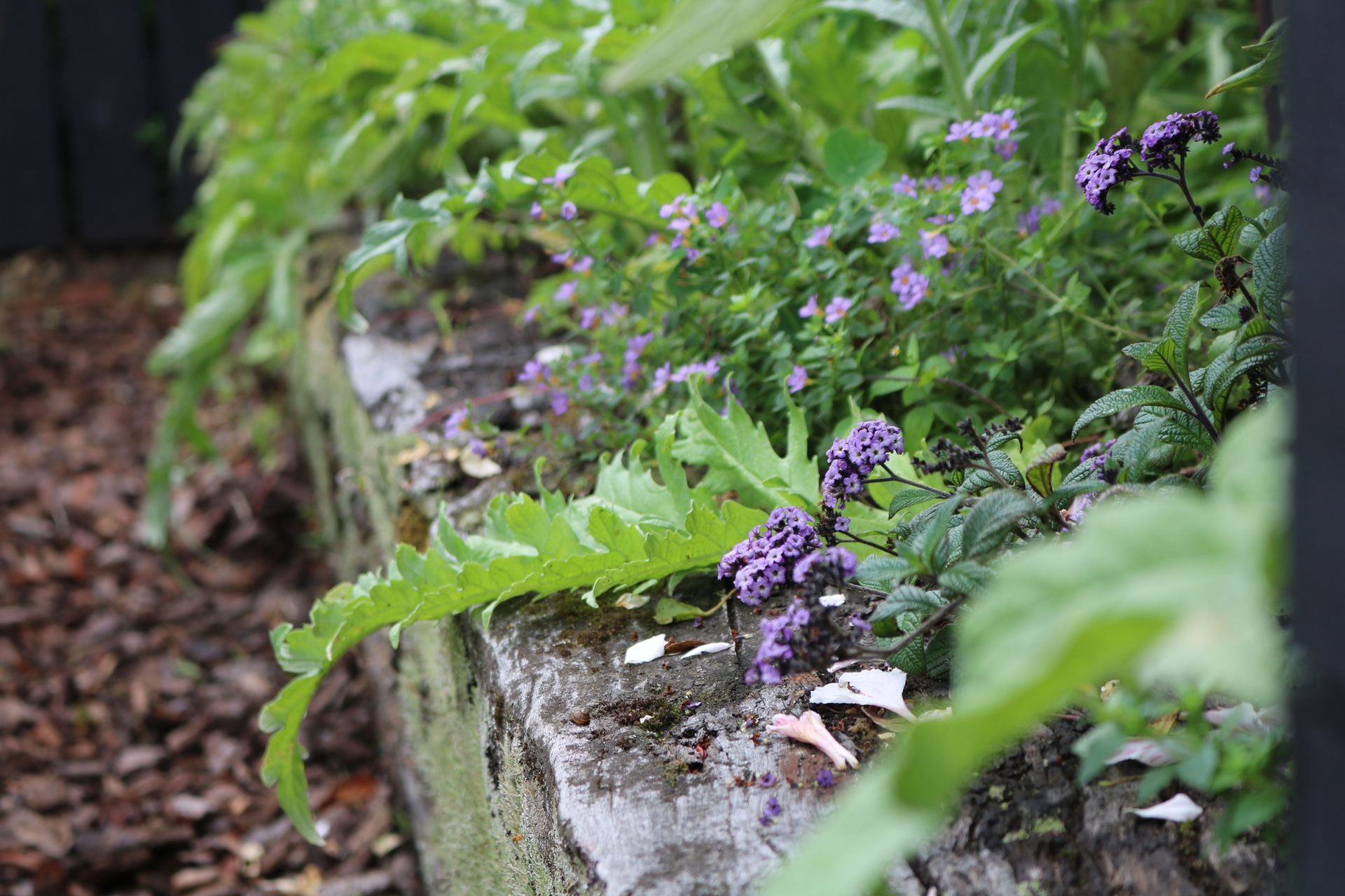 Pollinator plants in the vege garden