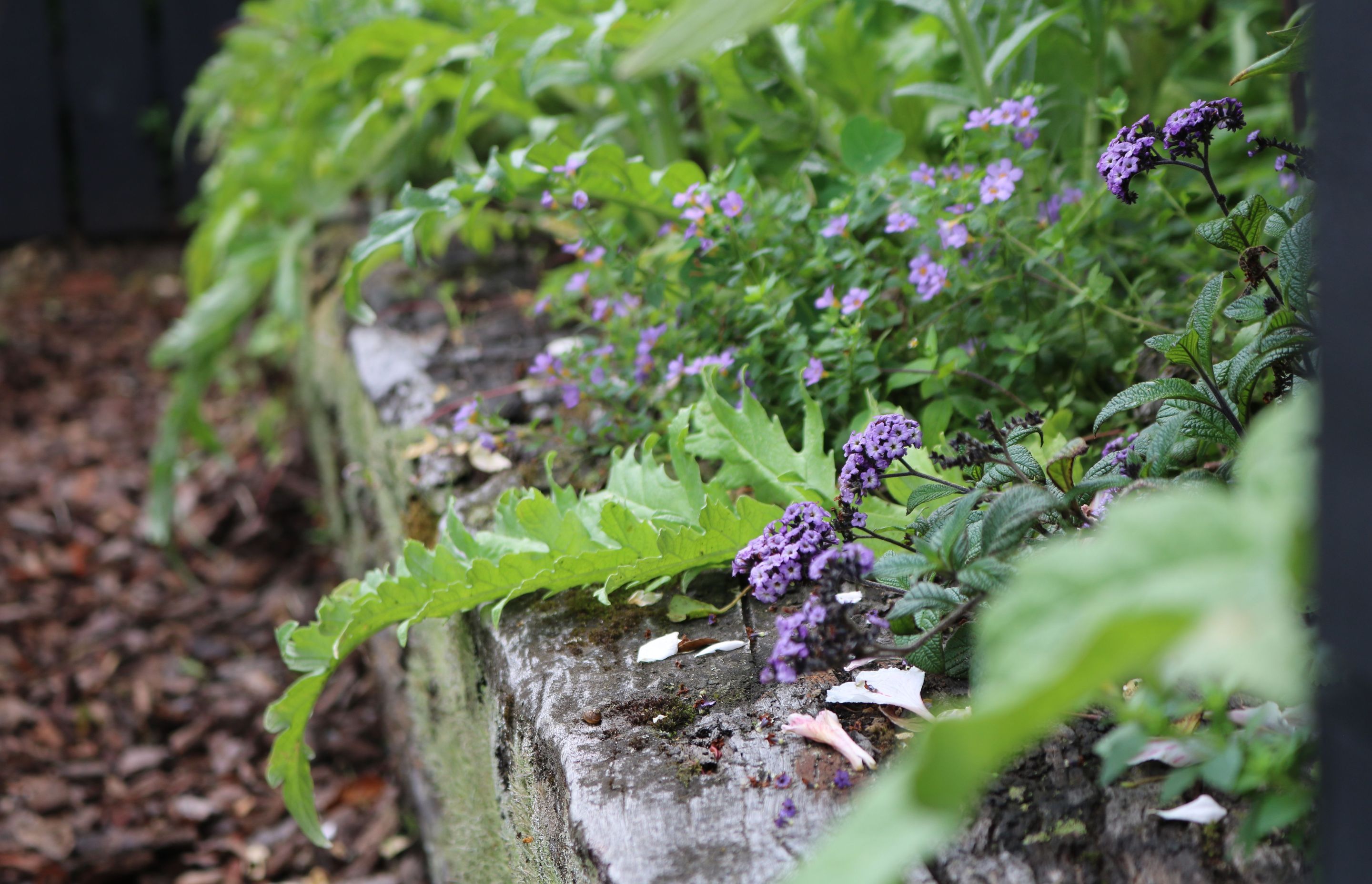 Pollinator plants in the vege garden