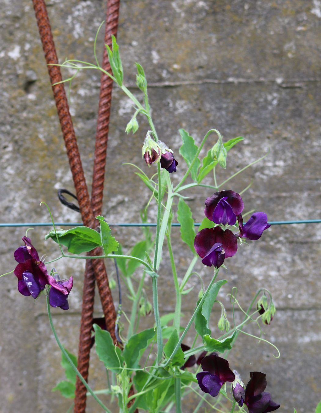 Industrial corten rebars for growing different sweet peas
