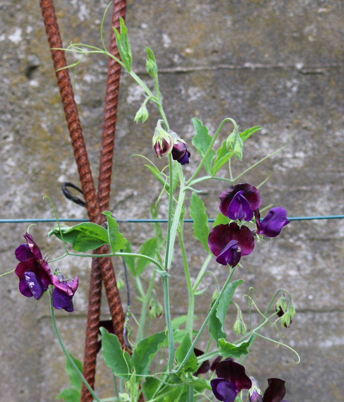 Industrial corten rebars for growing different sweet peas