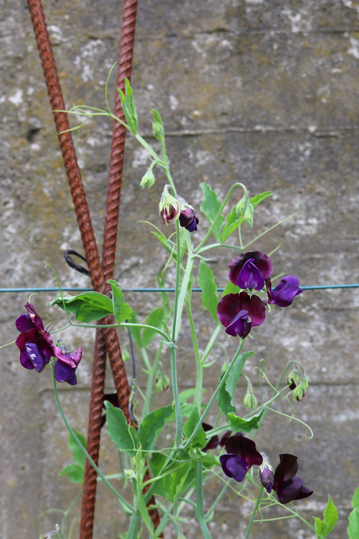 Industrial corten rebars for growing different sweet peas