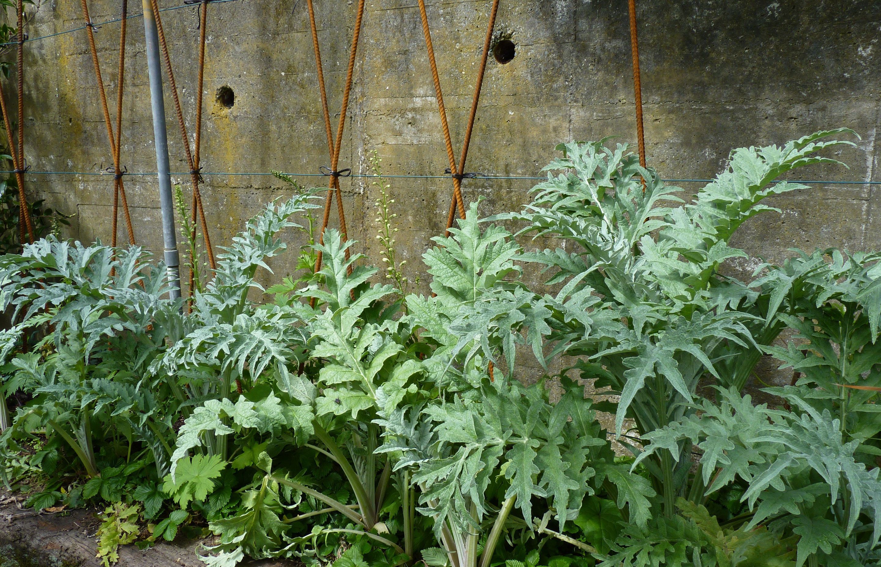 Mixed flowers &amp; perennial artichoke planting combinations