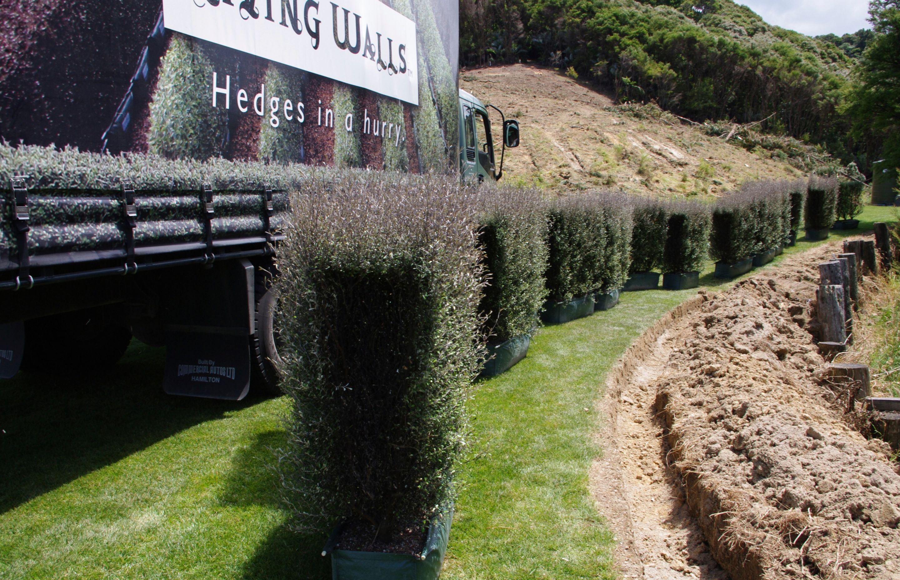 Before - hedges have arrived!