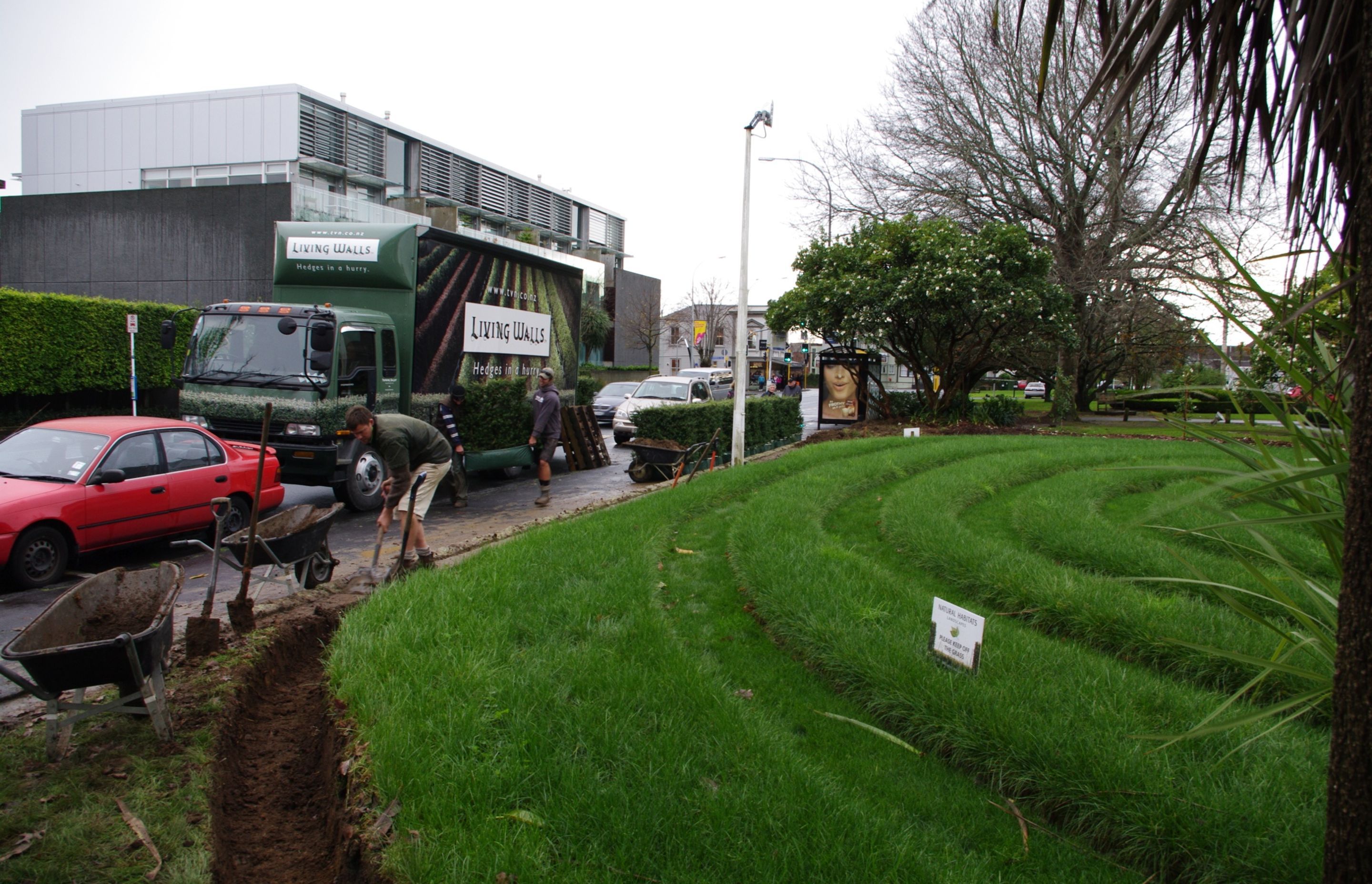 Hedges arriving. Landscaper completing trench, ready to install new hedge.