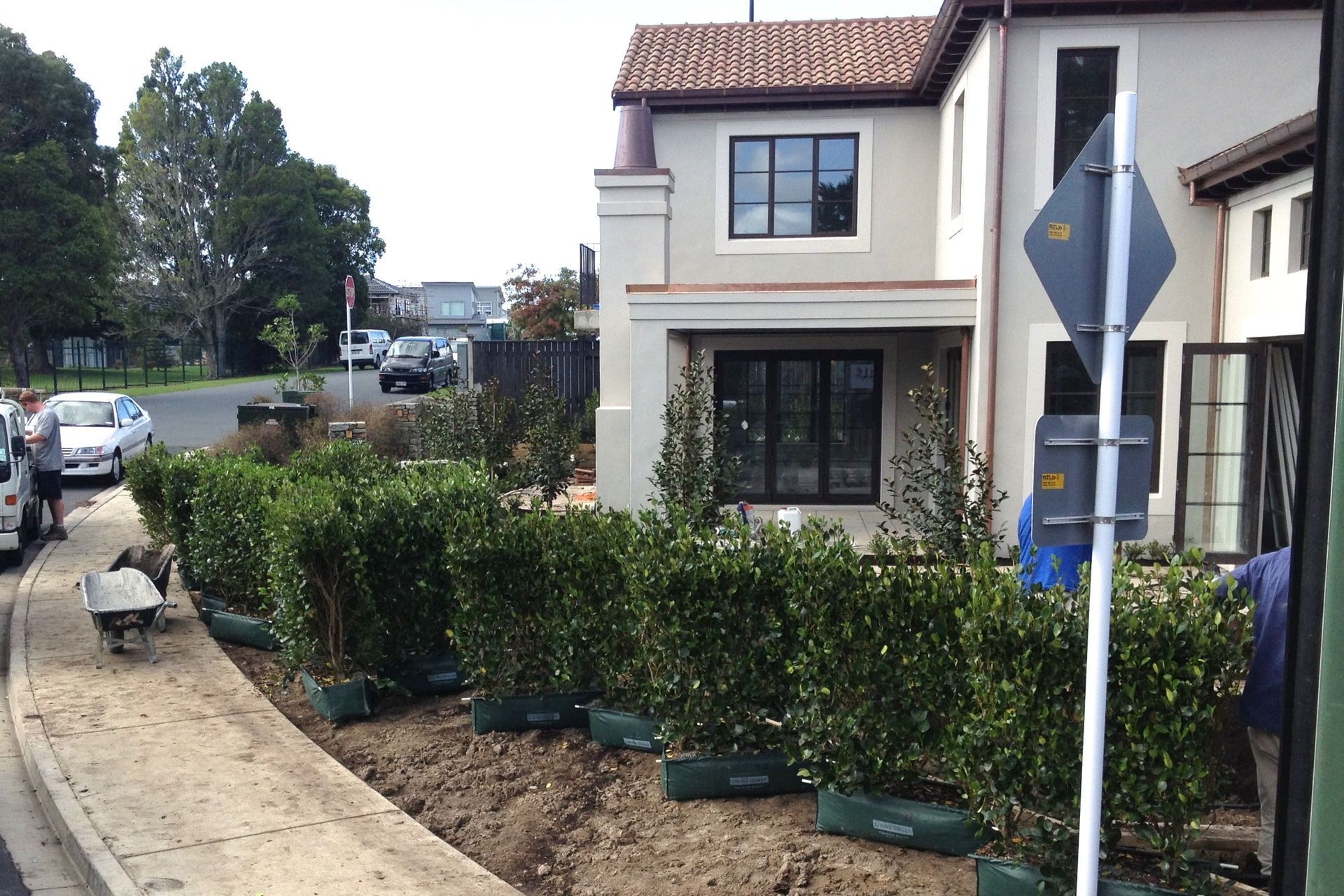 BEFORE - hedges ready to install