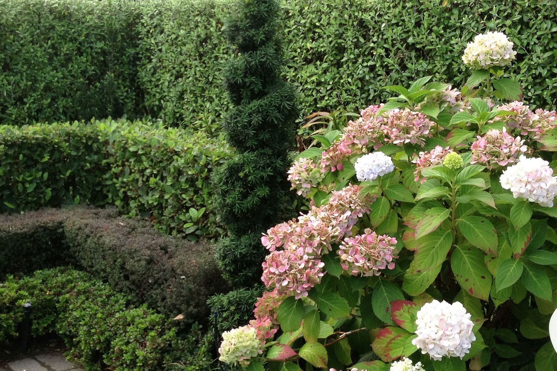 Cork screw spiral topiary - Irish Yew by HEDGE