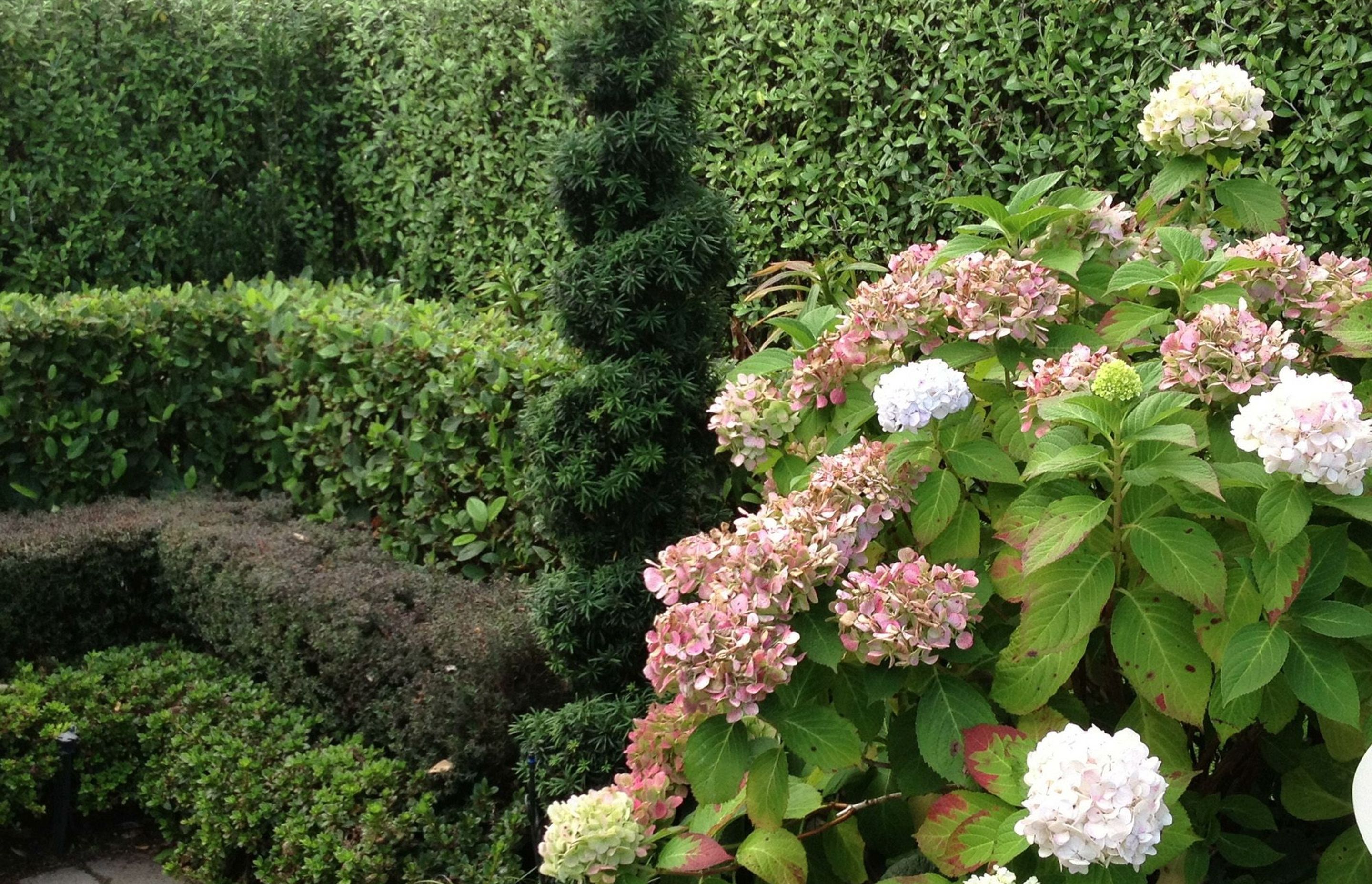Cork screw spiral topiary - Irish Yew by HEDGE
