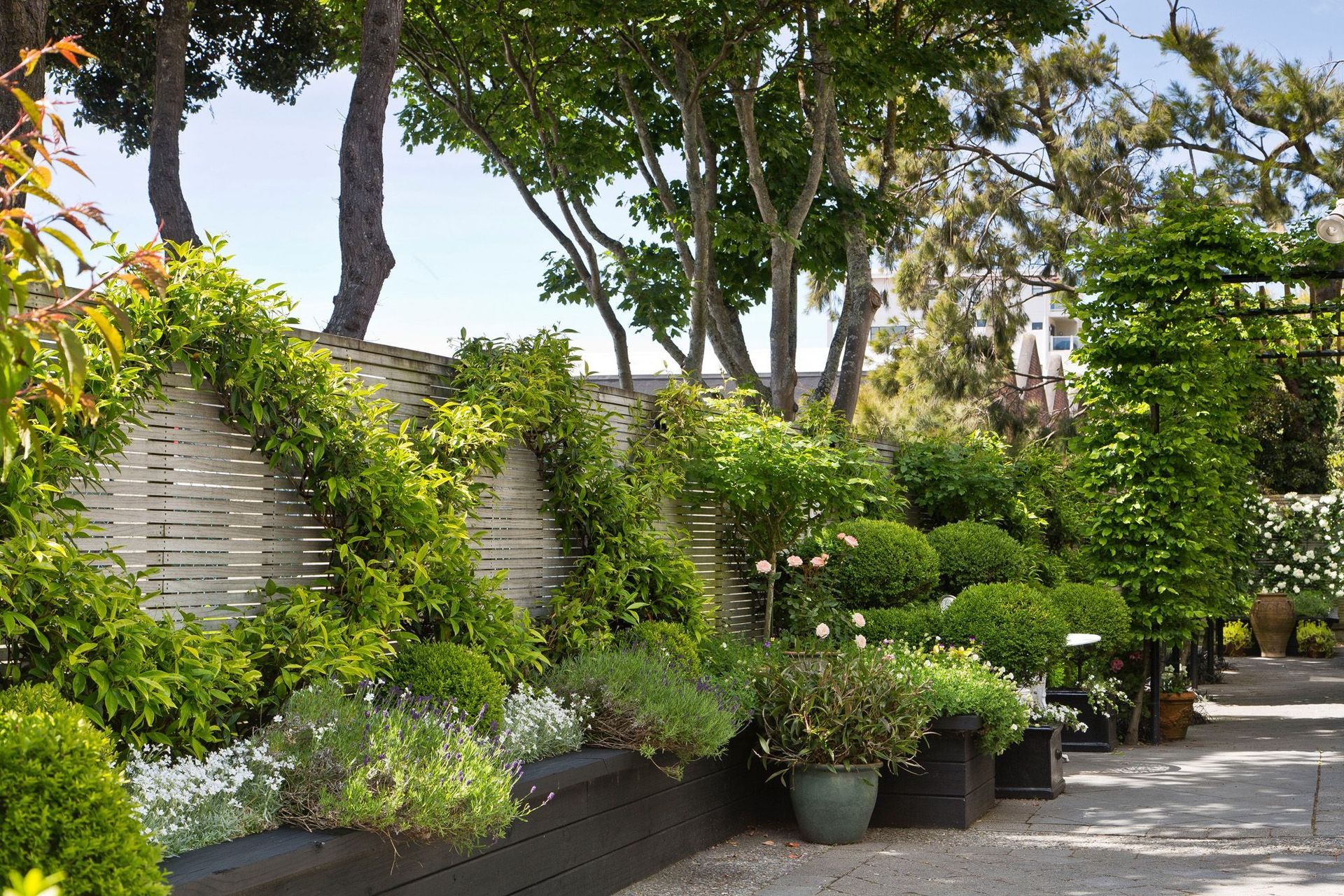 Chinese Star Jasmines trained on wires along fence