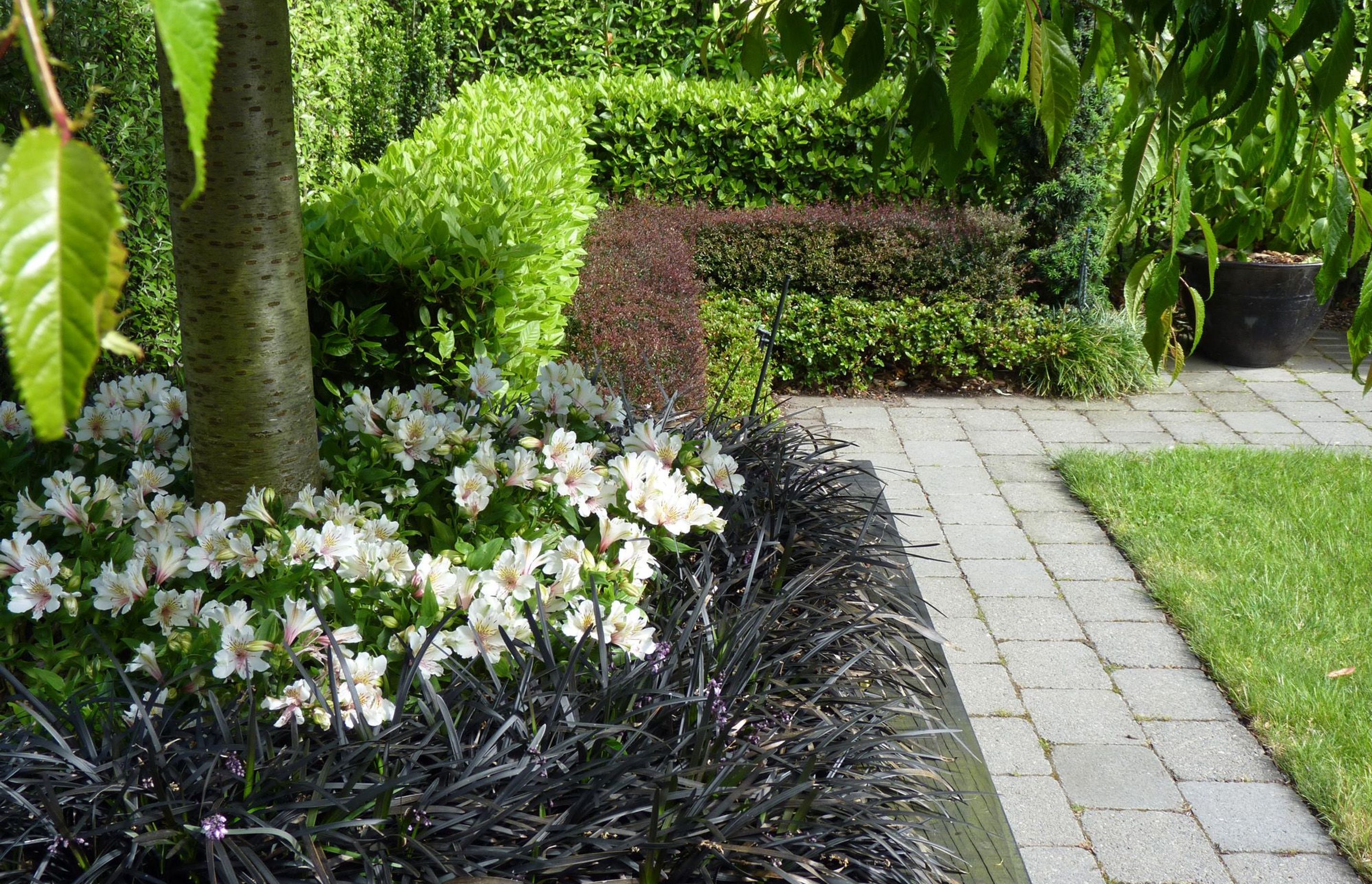 Layered hedges, mondo grass under weeping cherry trees