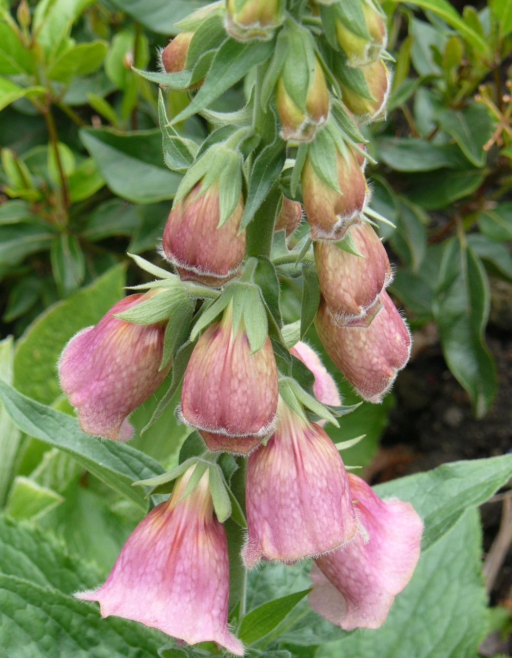 Pink Foxglove - Digitalis mertonensis