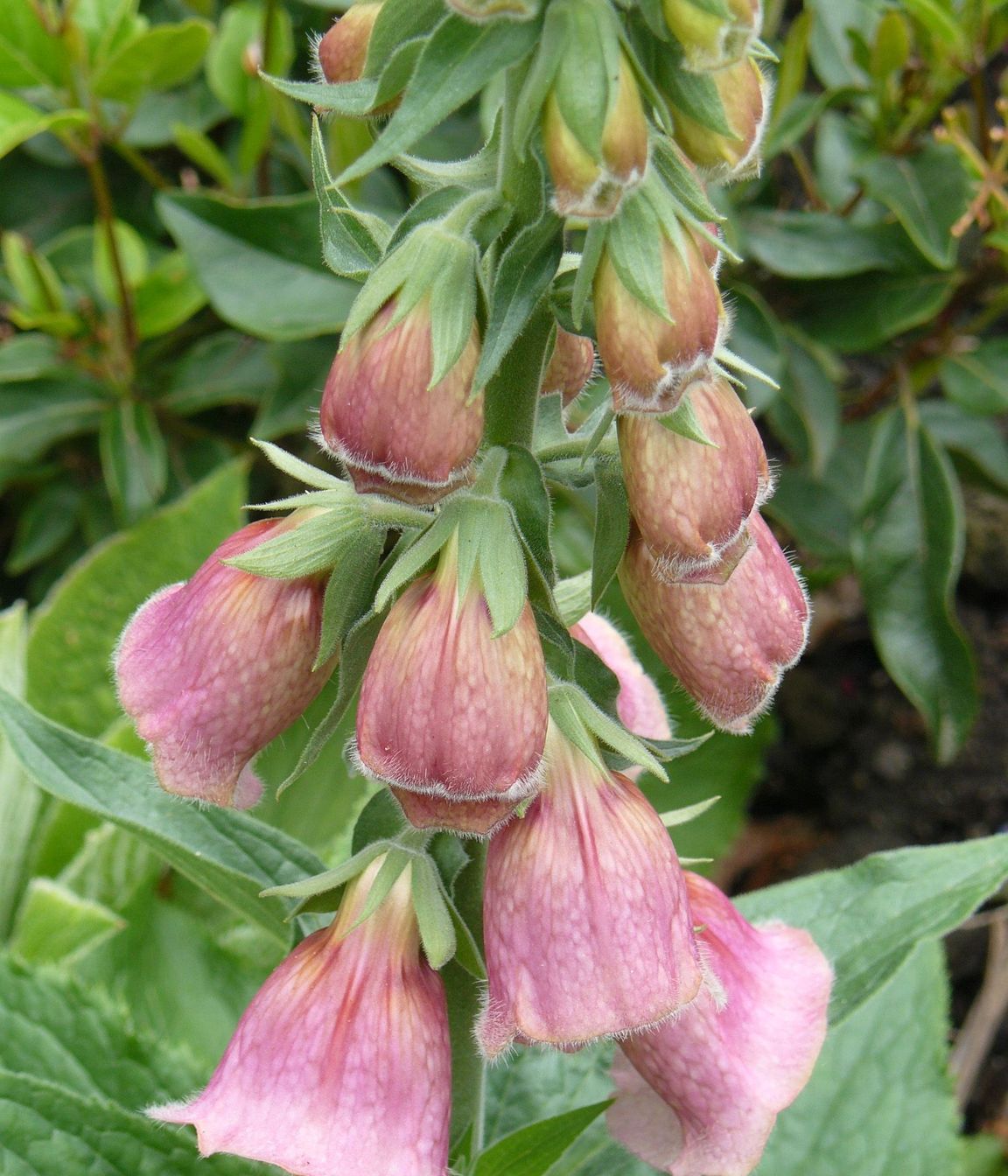 Pink Foxglove - Digitalis mertonensis