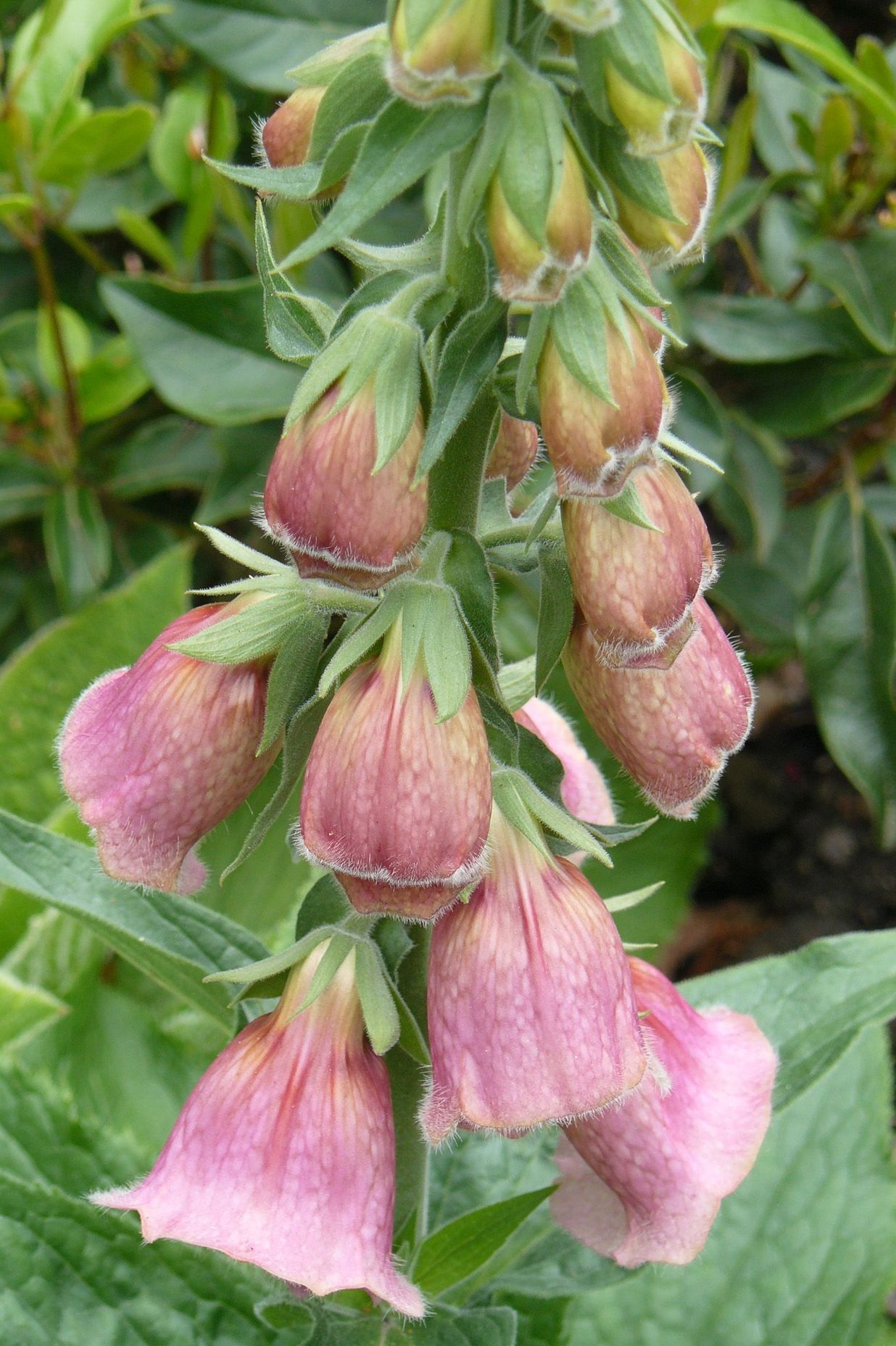 Pink Foxglove - Digitalis mertonensis