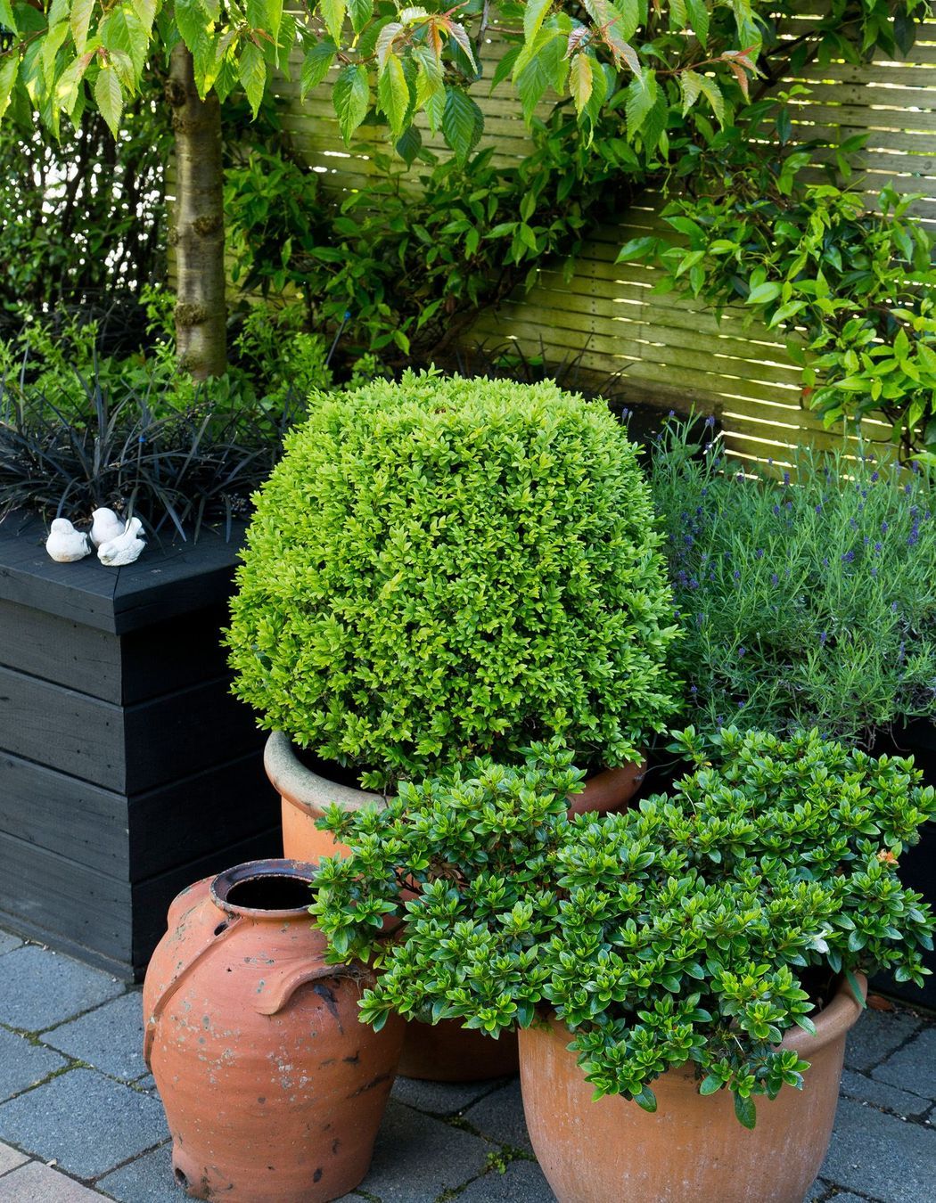 Topiary in pots