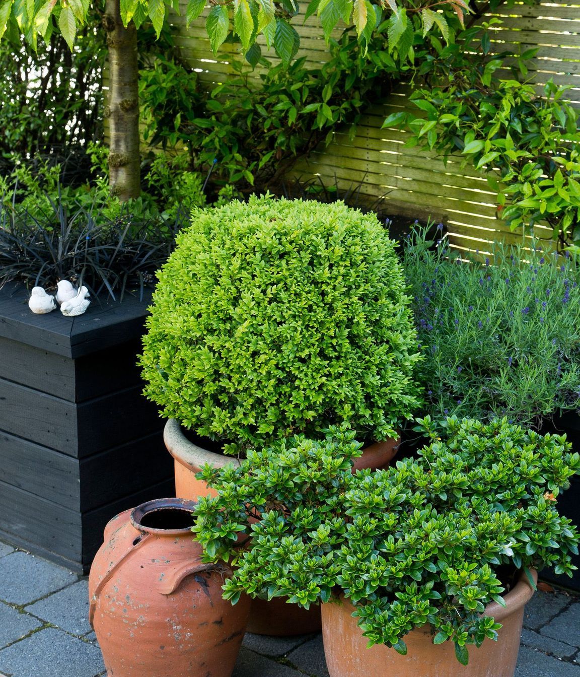 Topiary in pots
