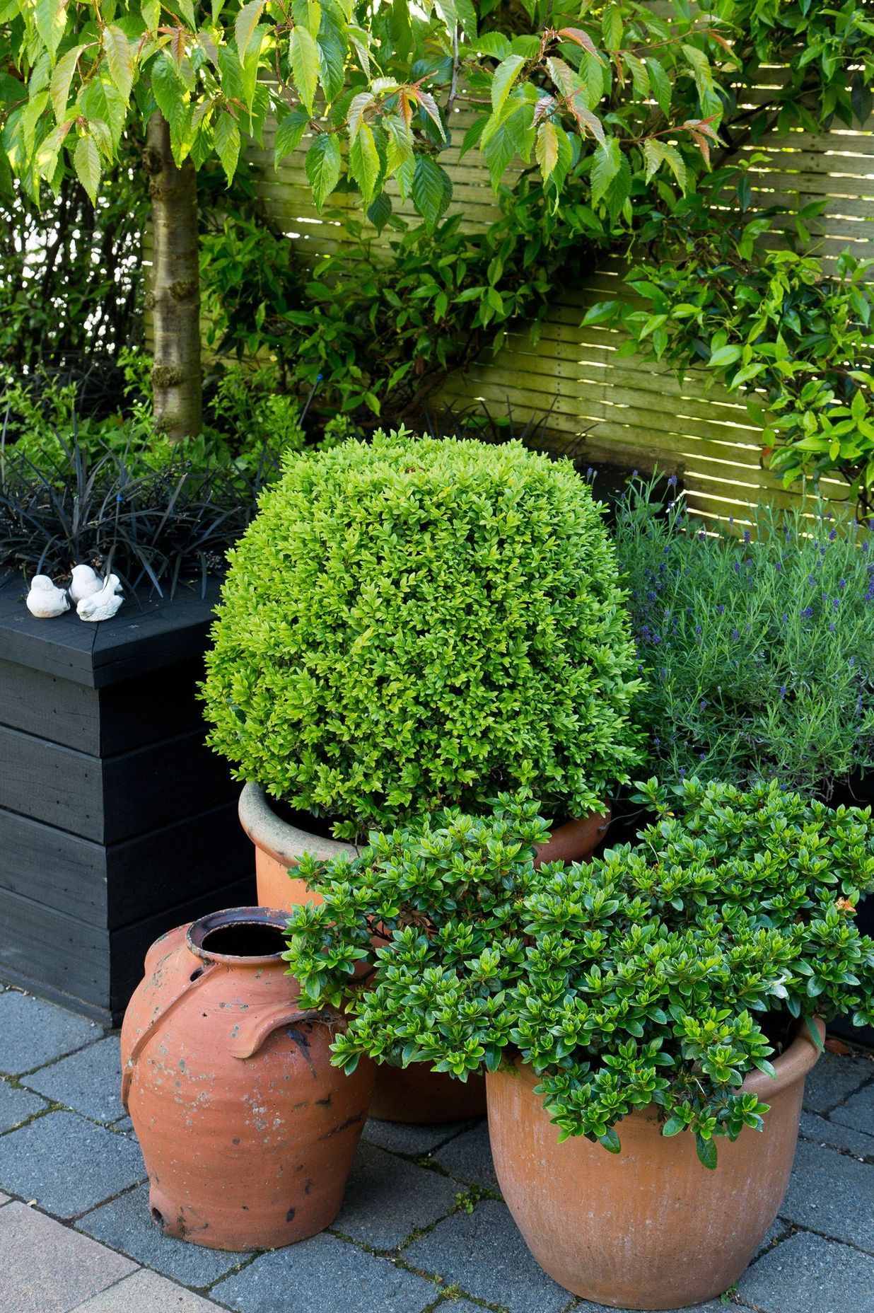Topiary in pots