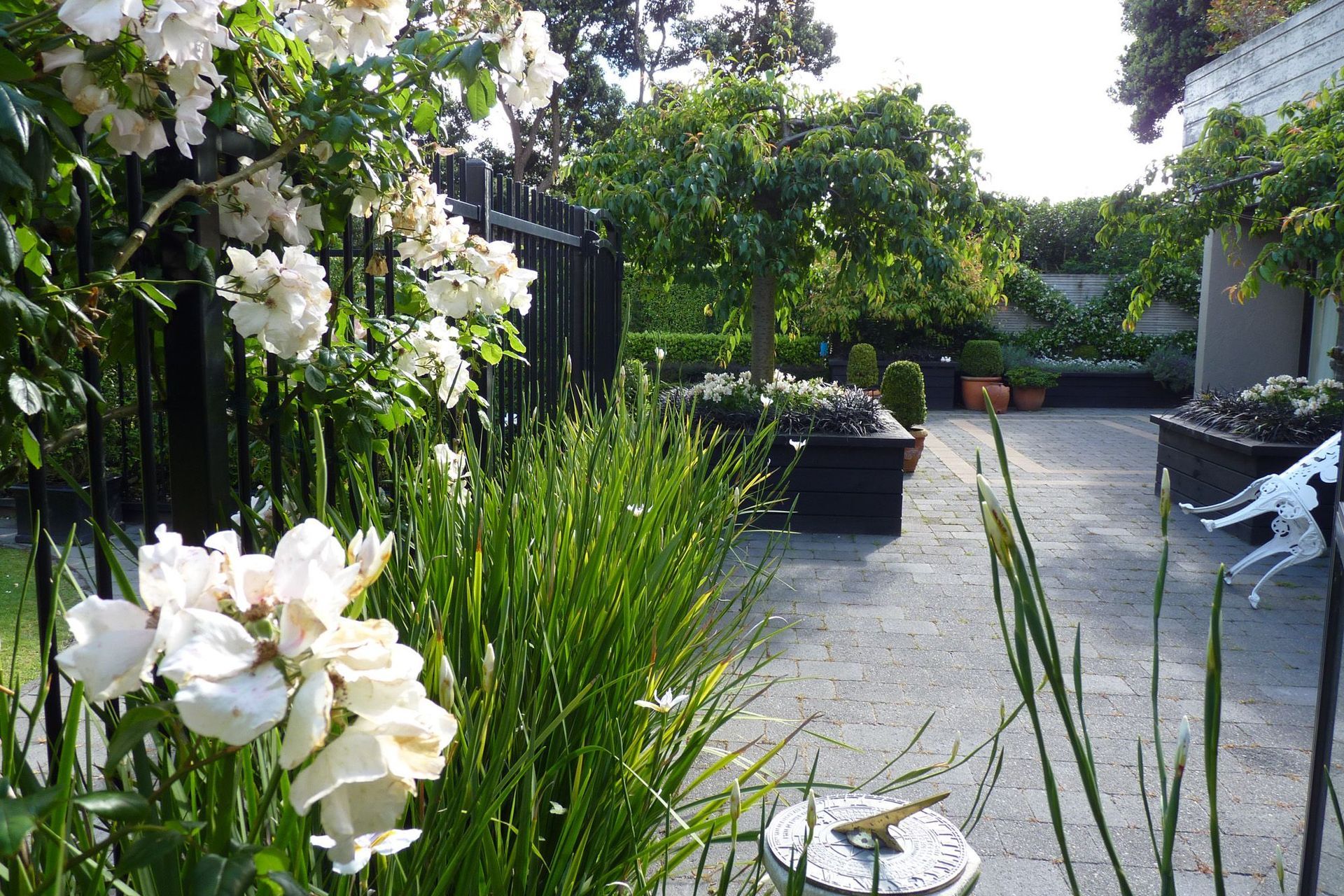 Climbing roses on black fence