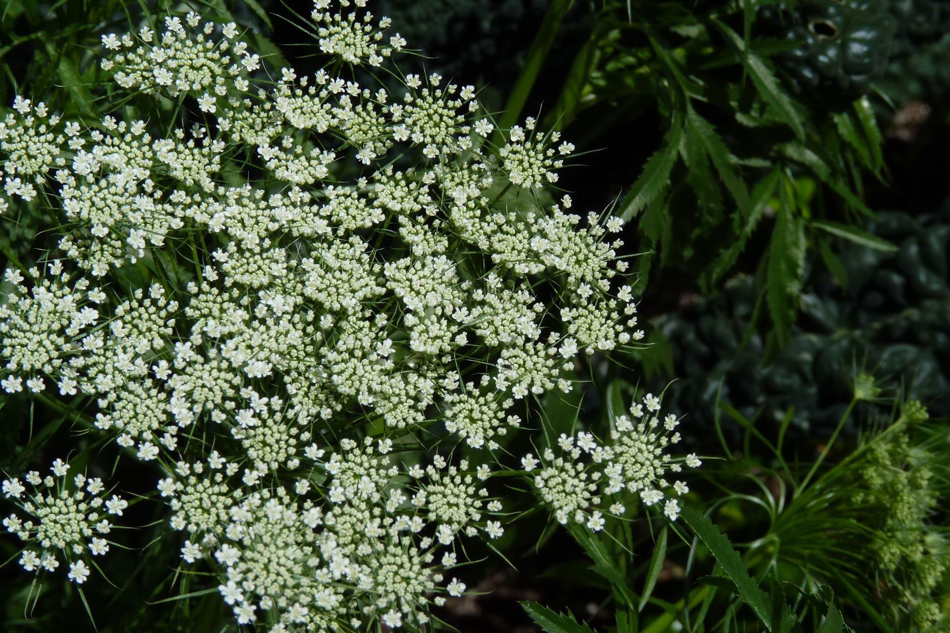 Bishops Flower - Ammi majus