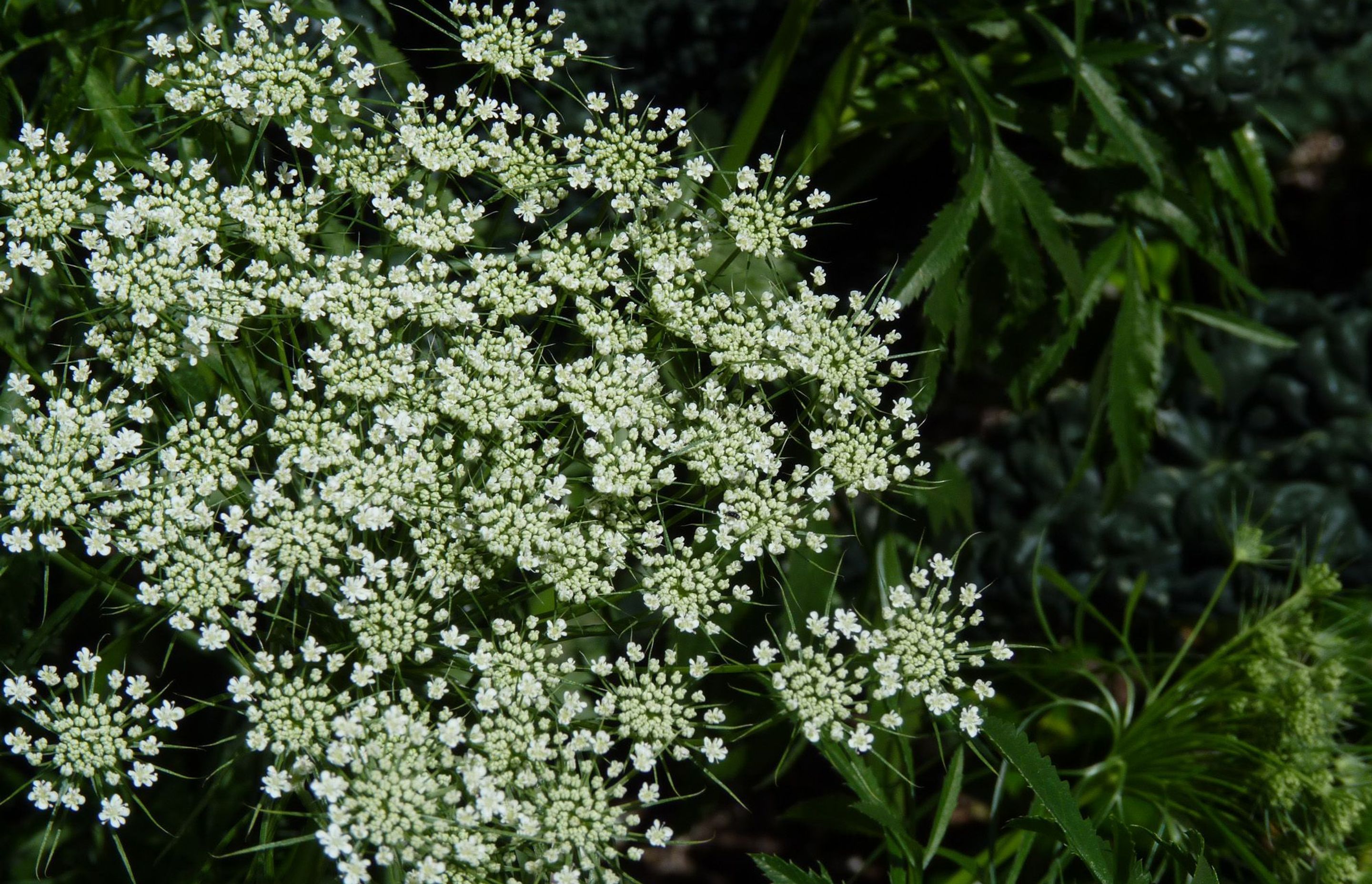 Bishops Flower - Ammi majus