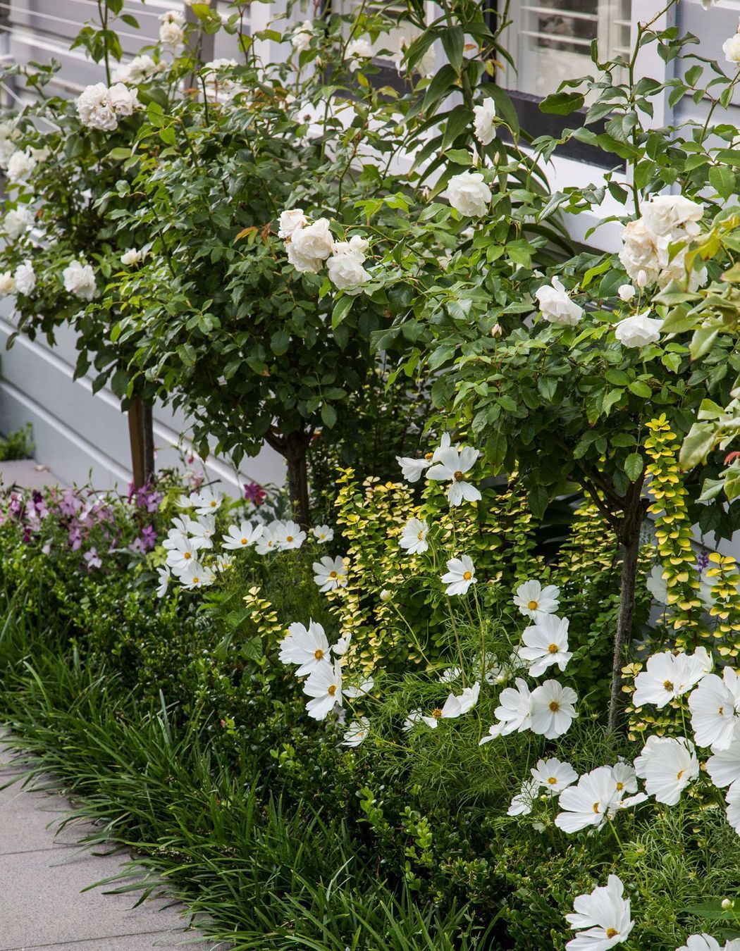 White flowering Iceberg rose standard